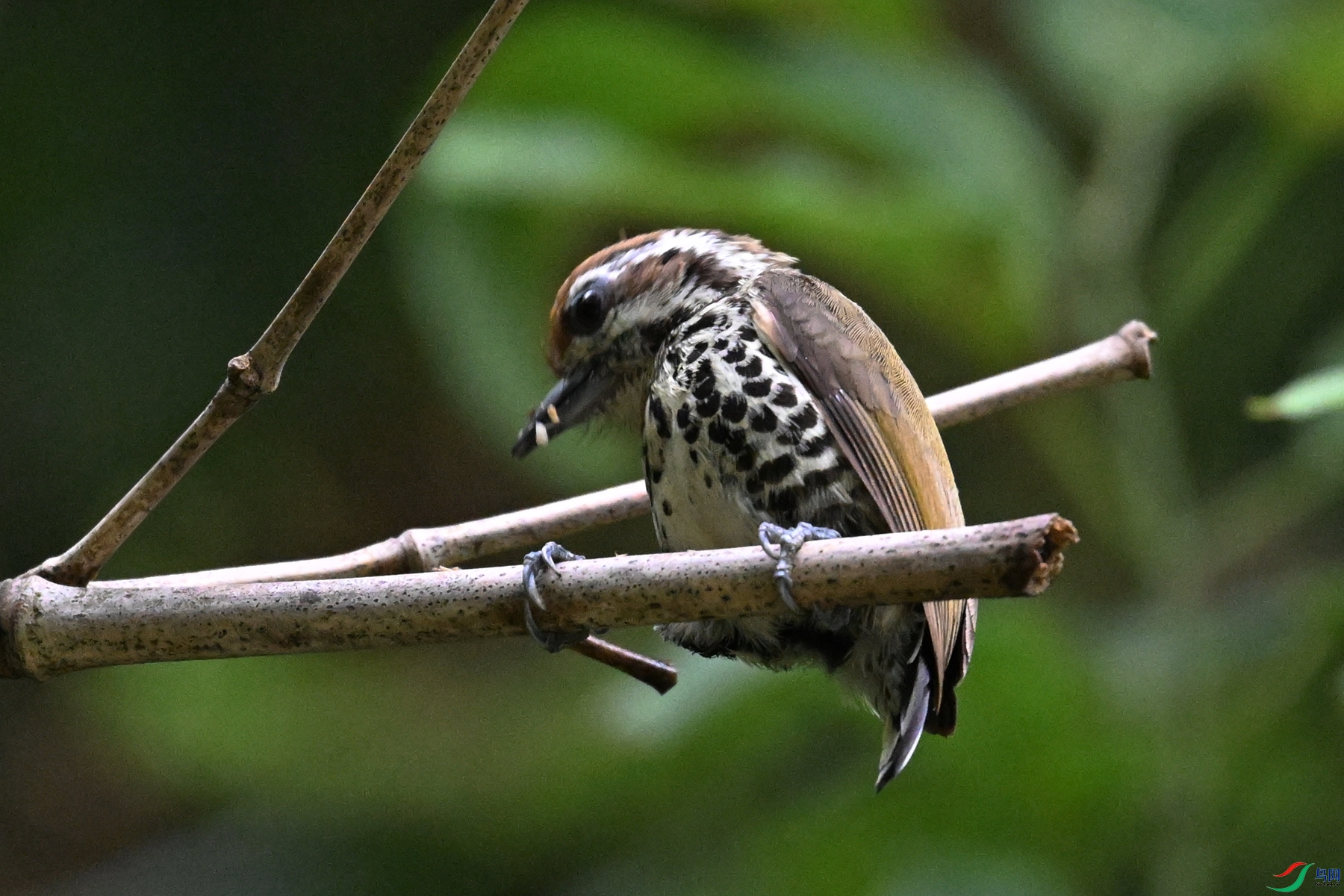 DSC_8699.JPG