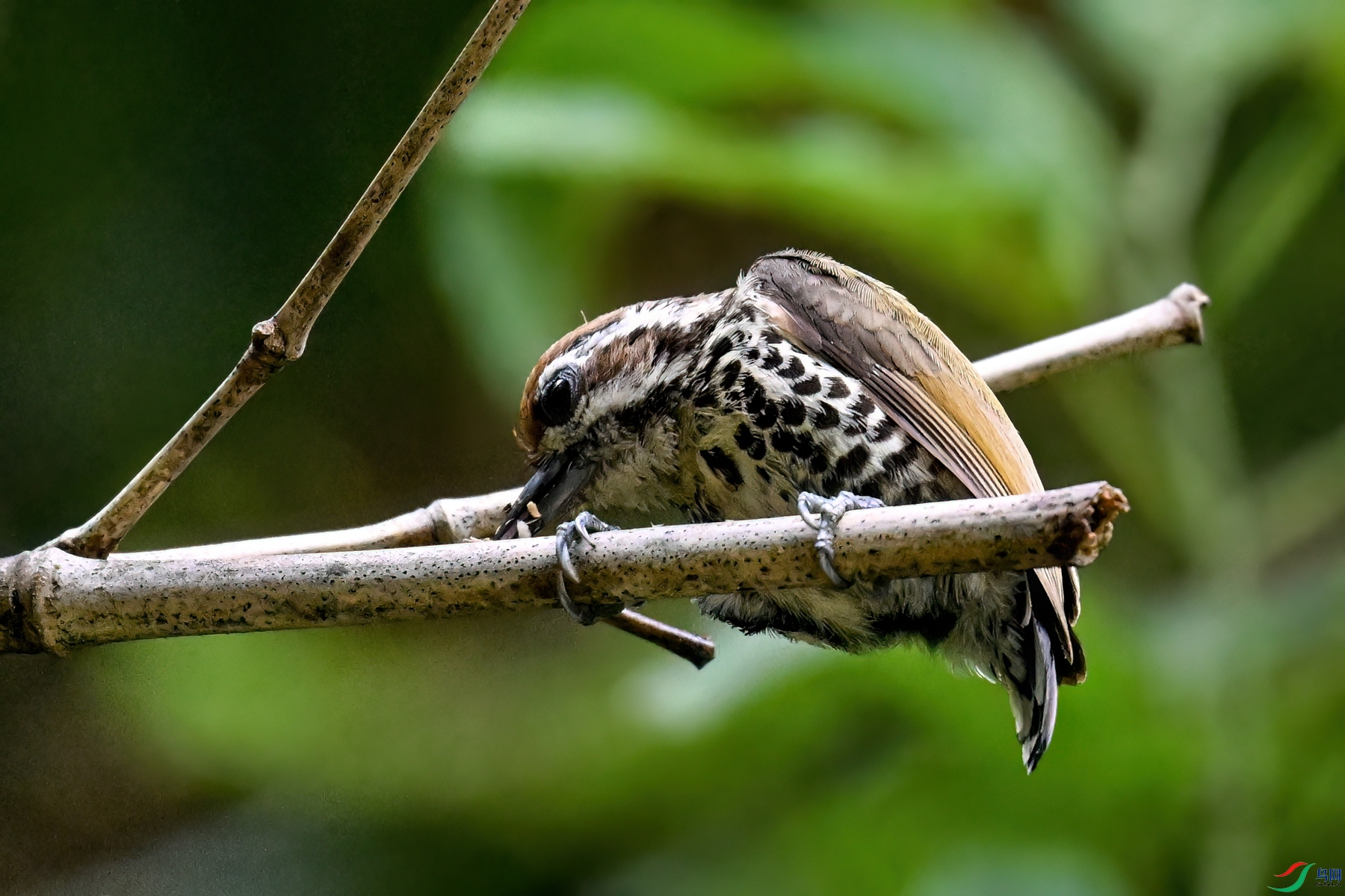 DSC_8700.JPG