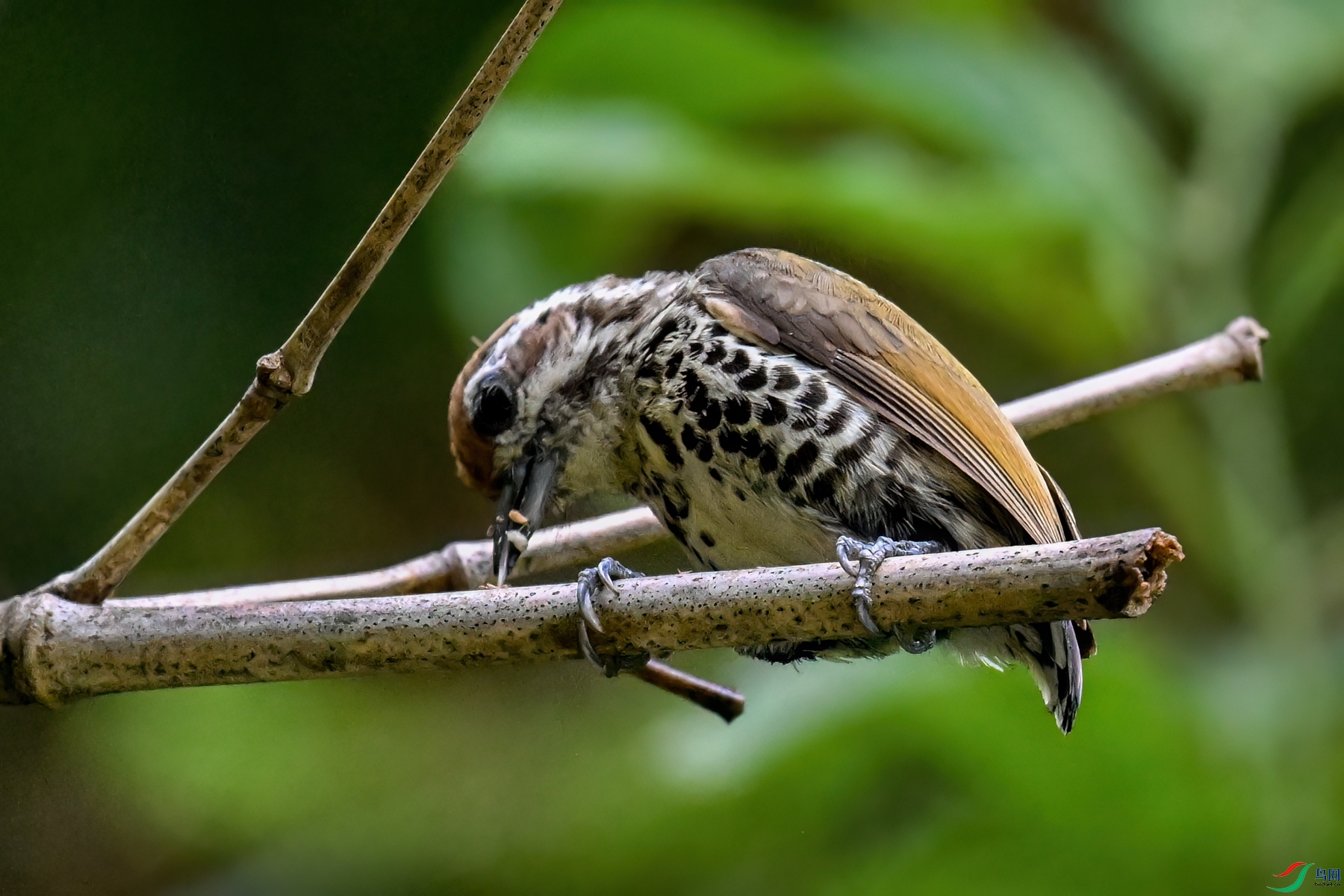 DSC_8703.JPG