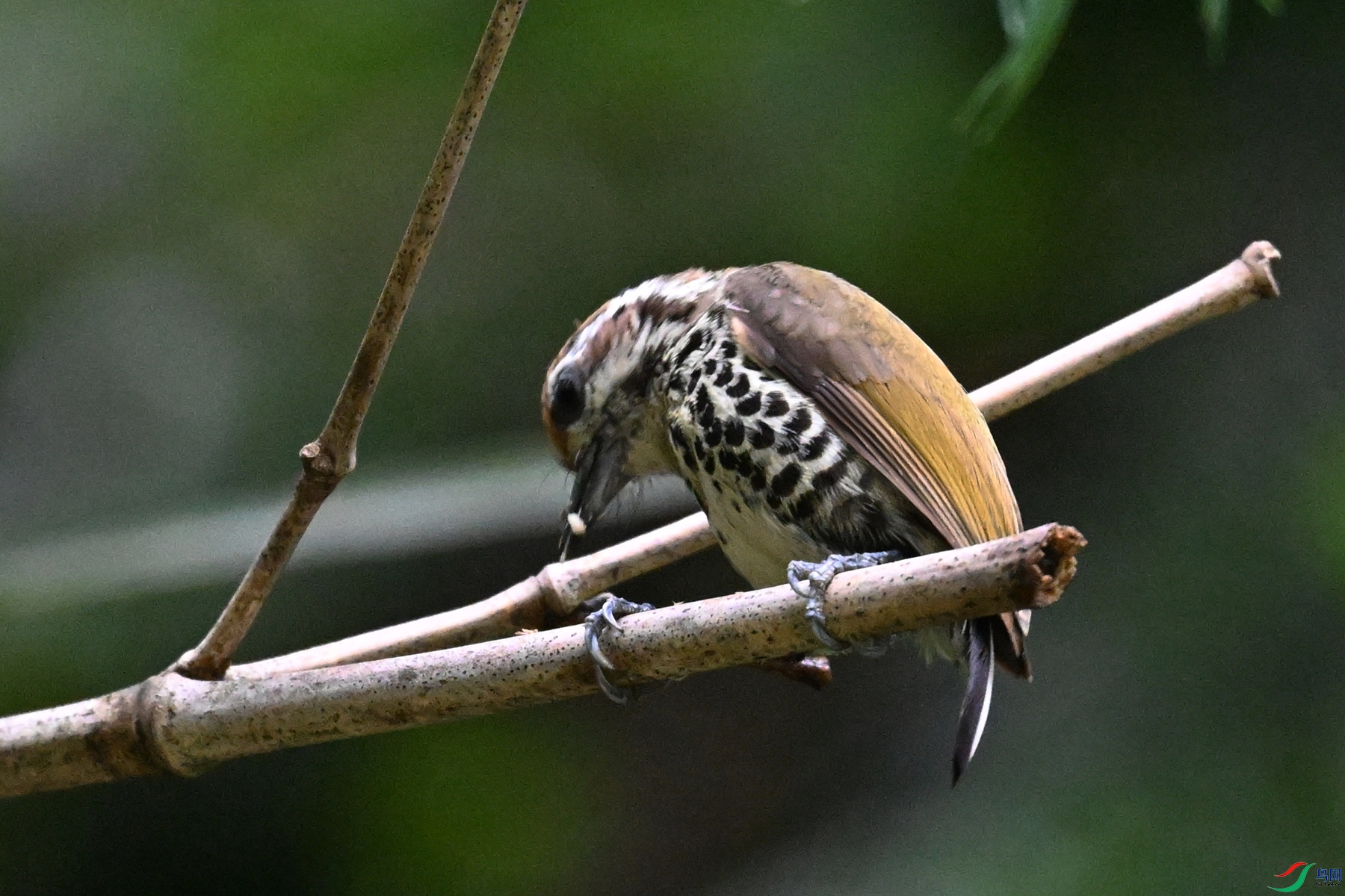 DSC_8693.JPG