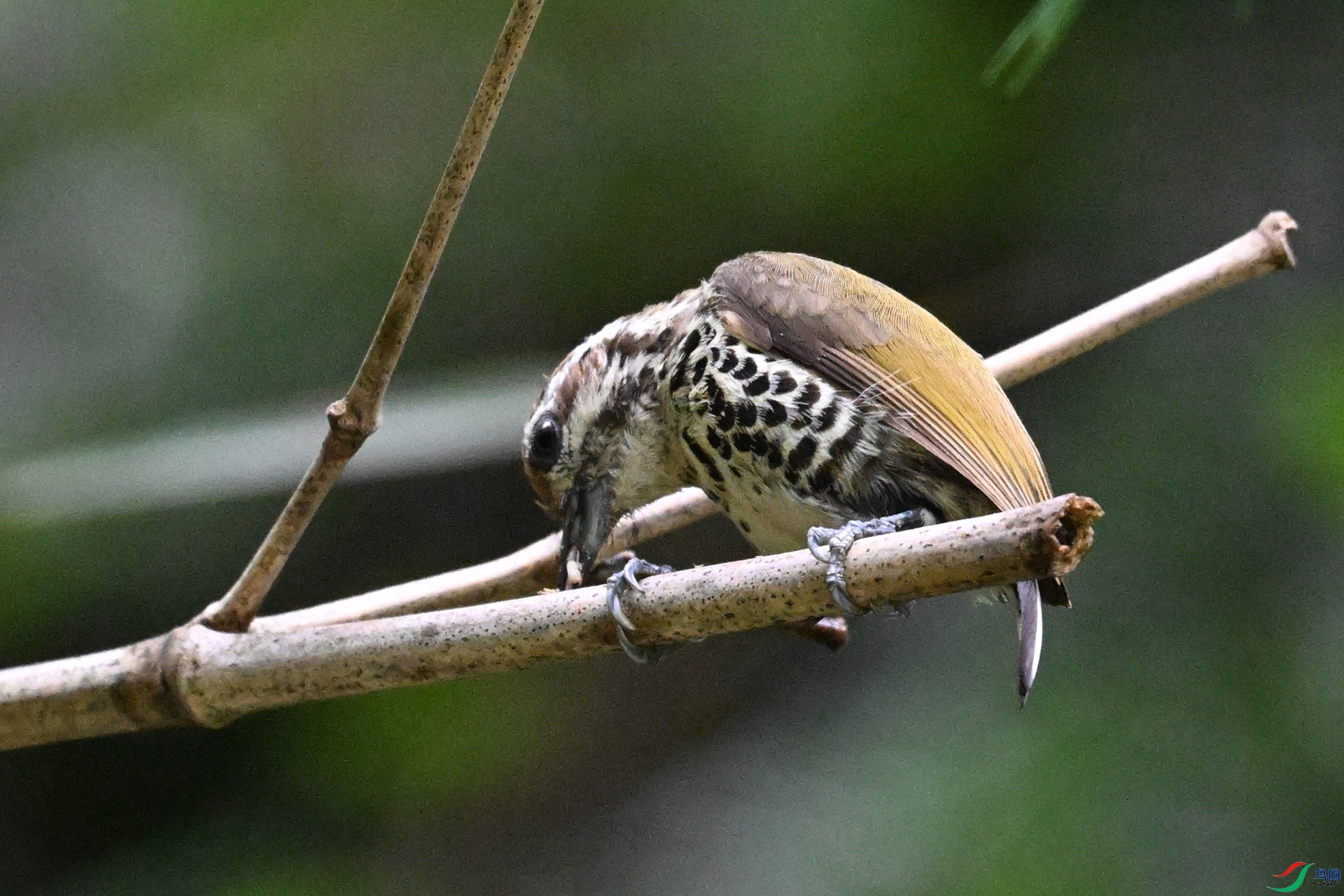 DSC_8685.JPG