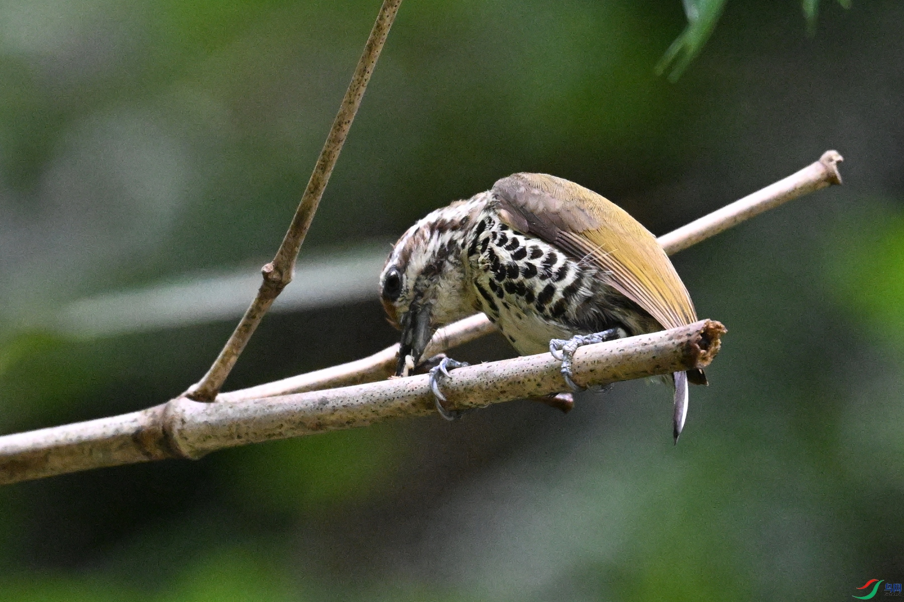 DSC_8684.JPG