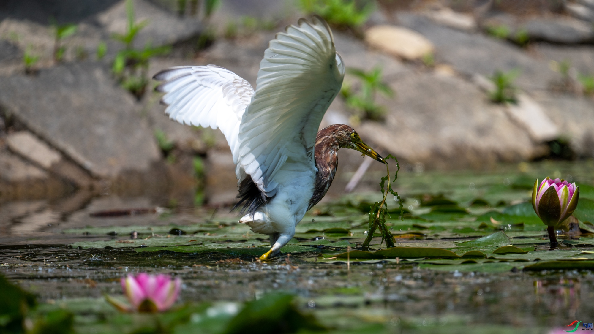 DSC_7034.jpg