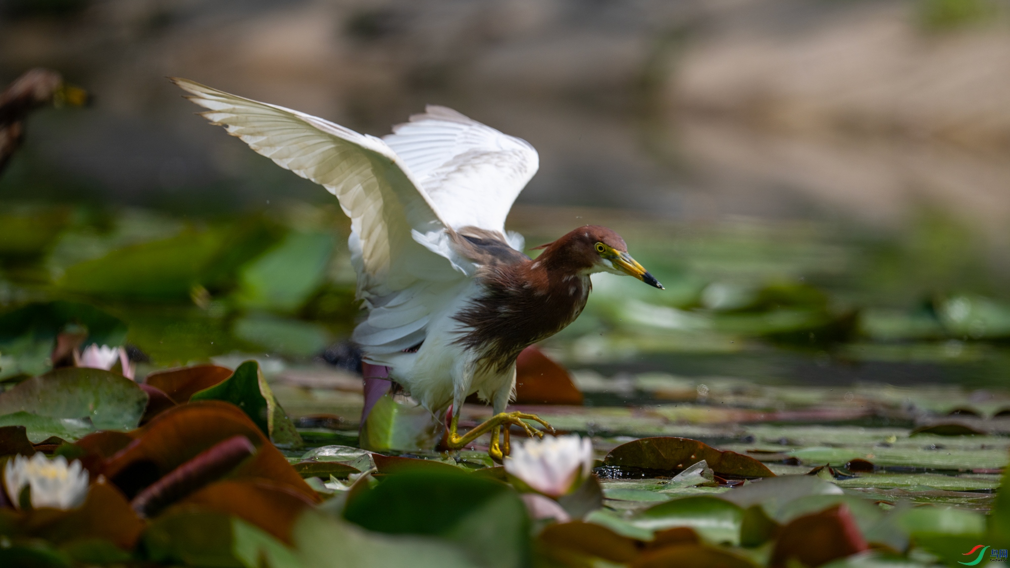DSC_7129.jpg