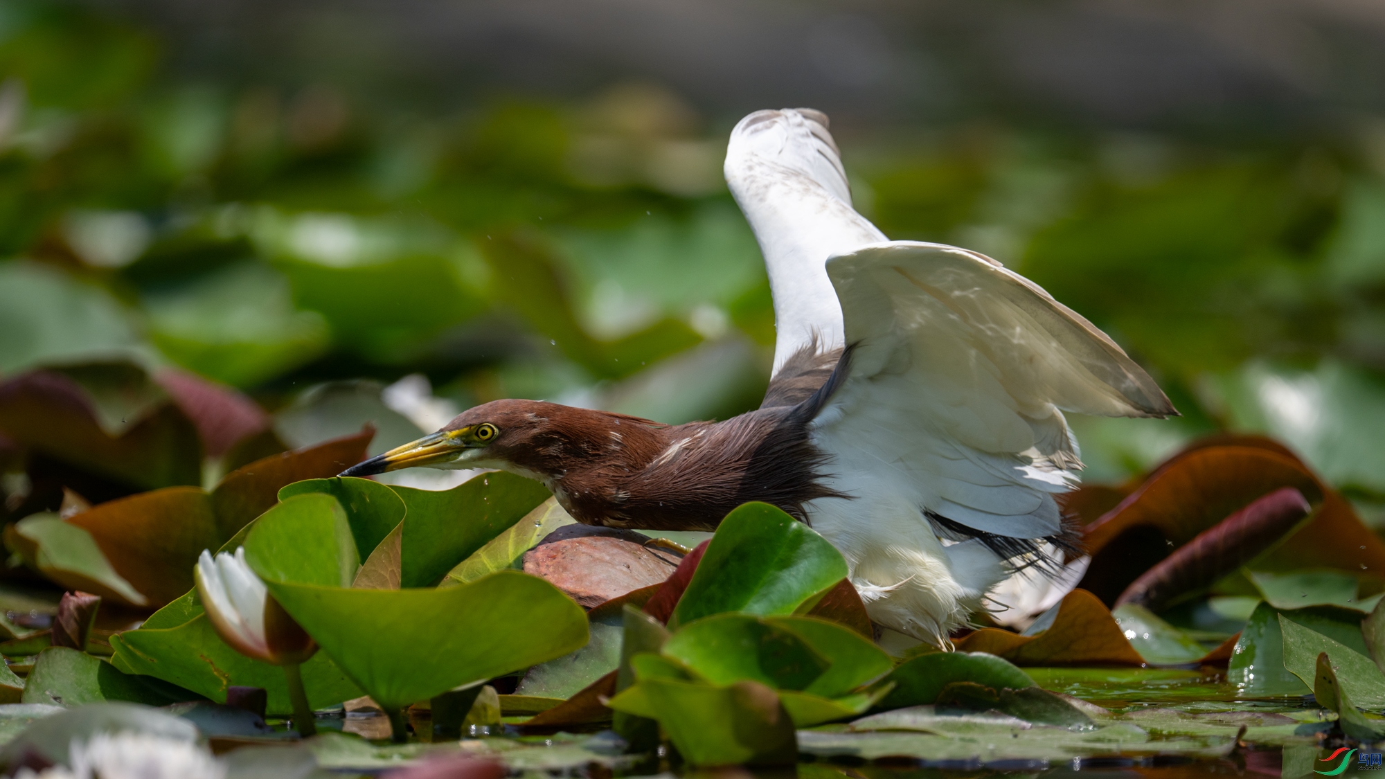 DSC_7222.jpg