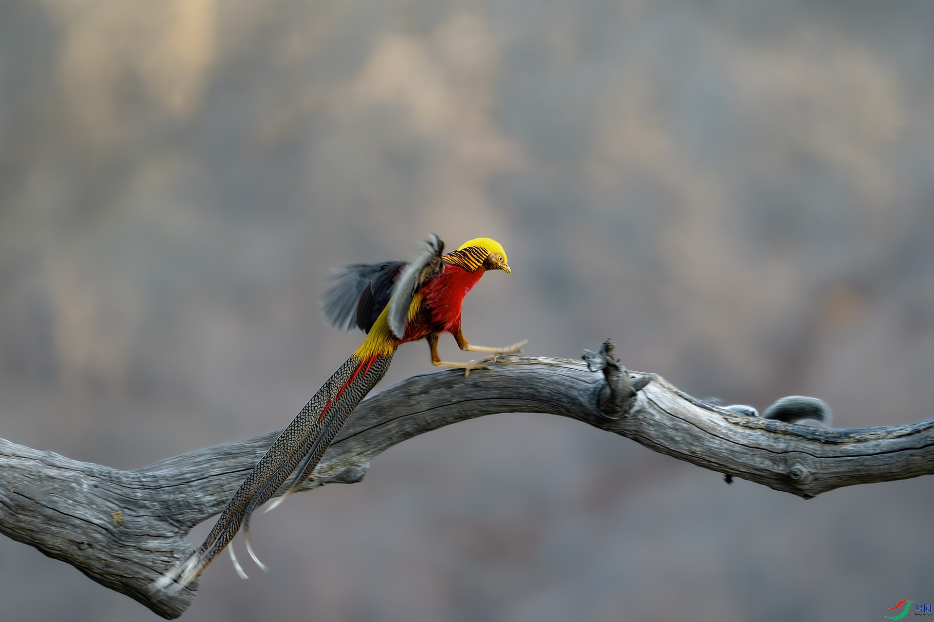 DSC_1607-����ǿ-NR ����.jpg