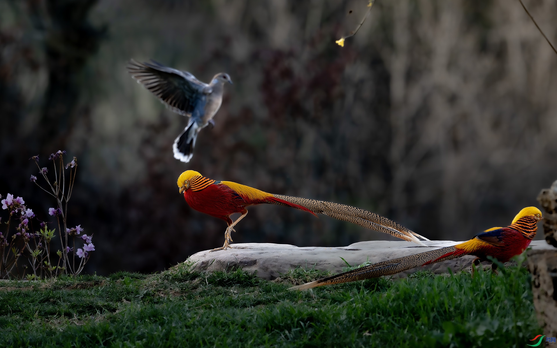 DSC_5777-����ǿ-NR ����.jpg