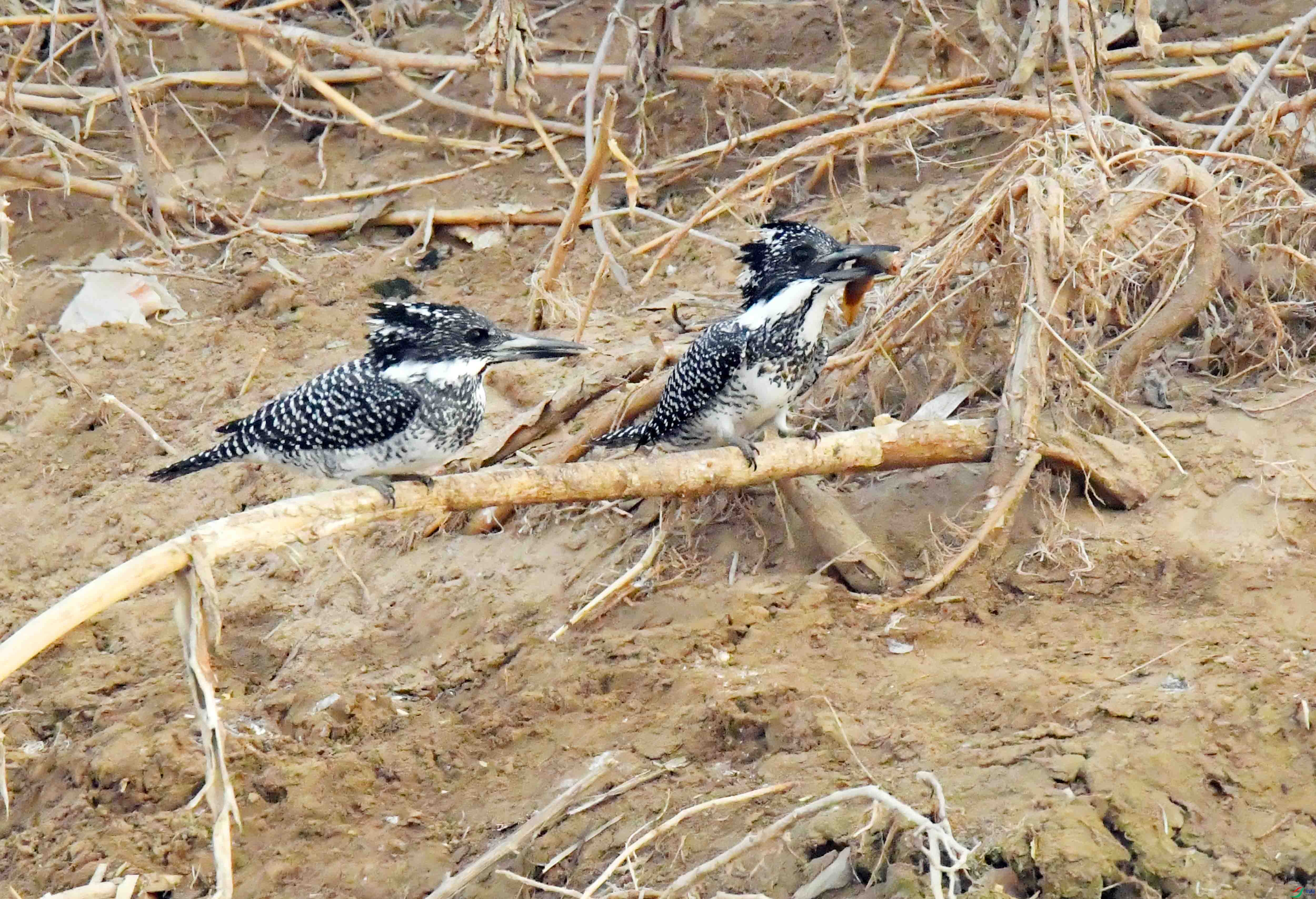 DSC_0795.JPG