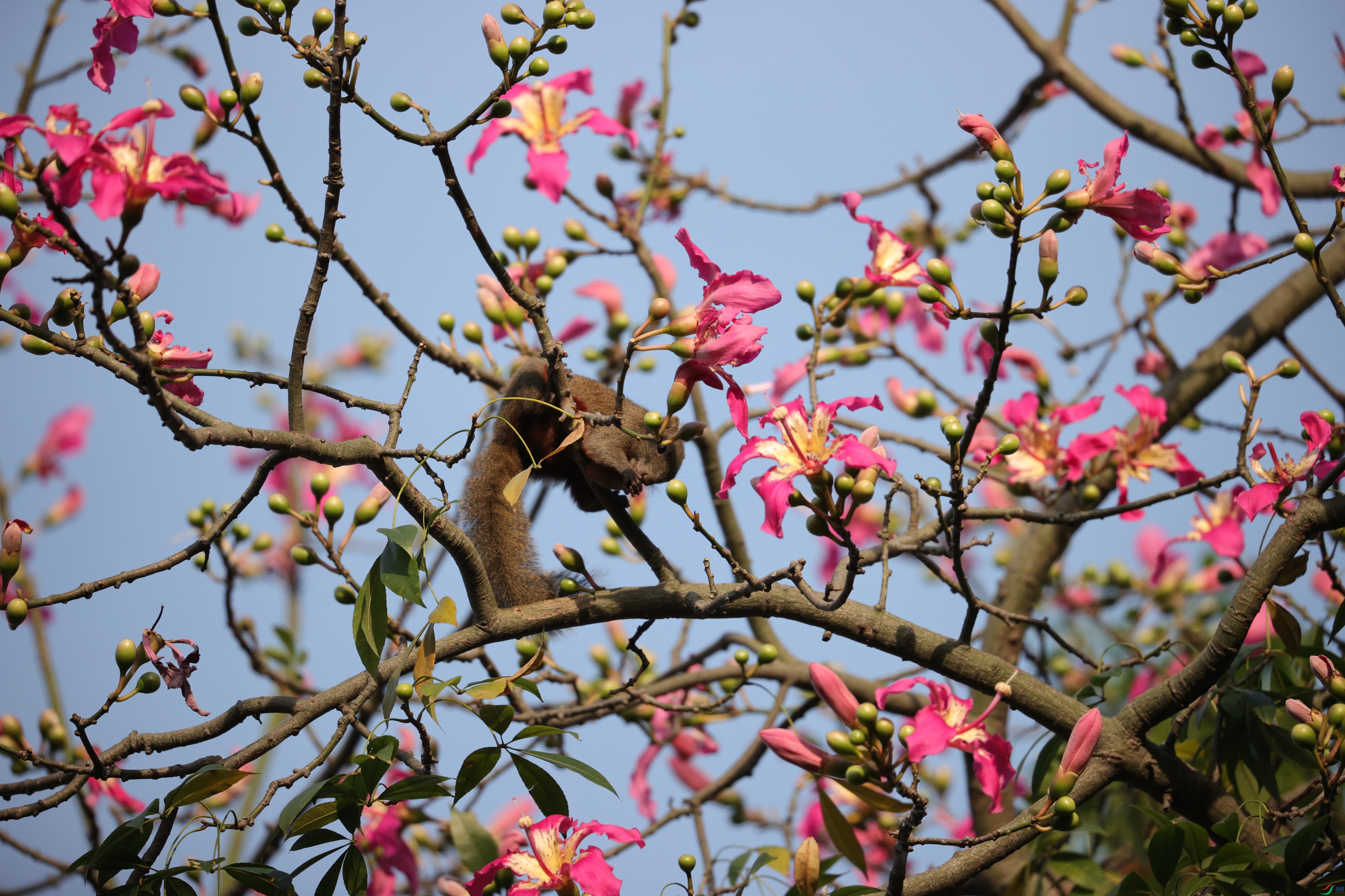 4905��ש����