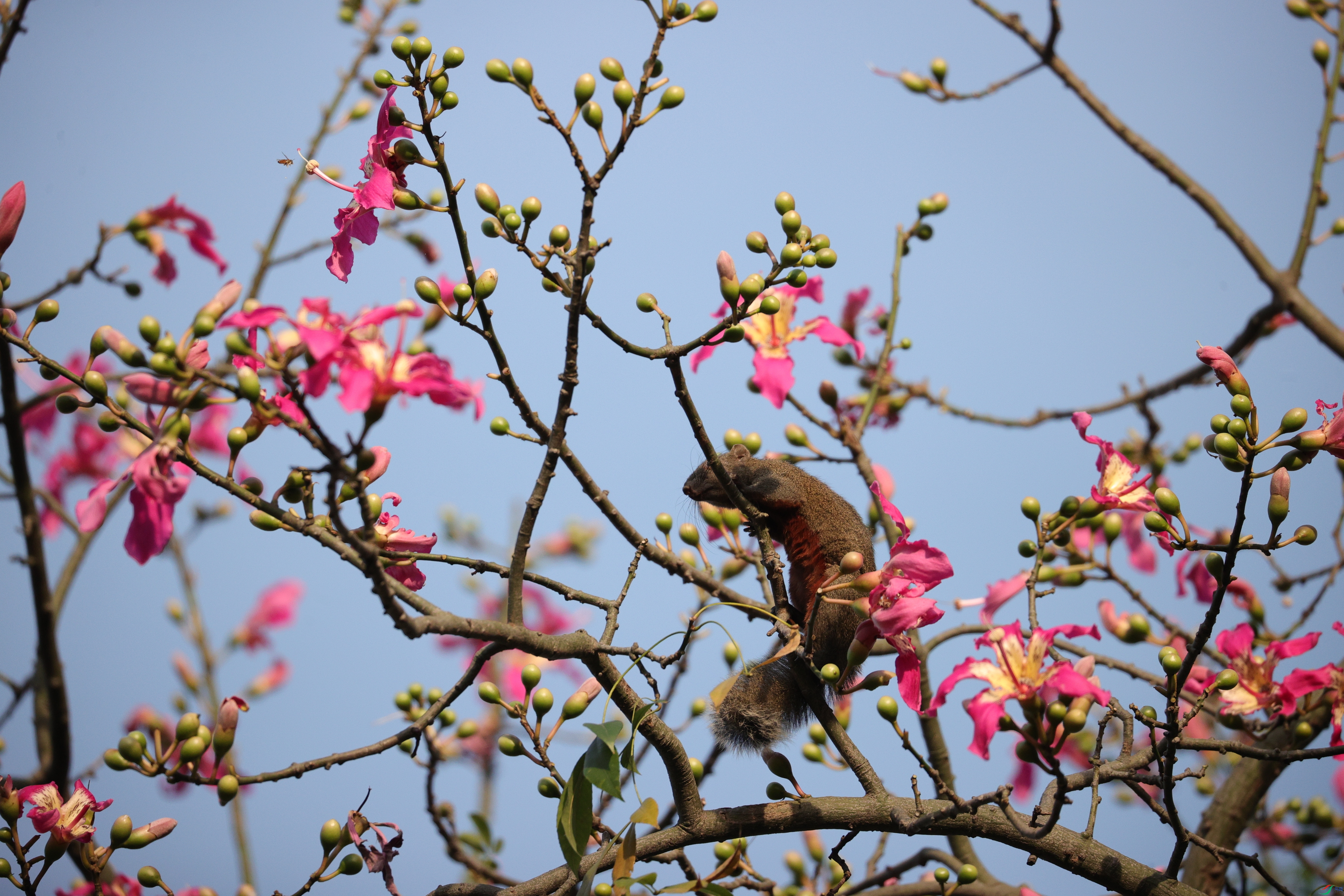 4907��ש����