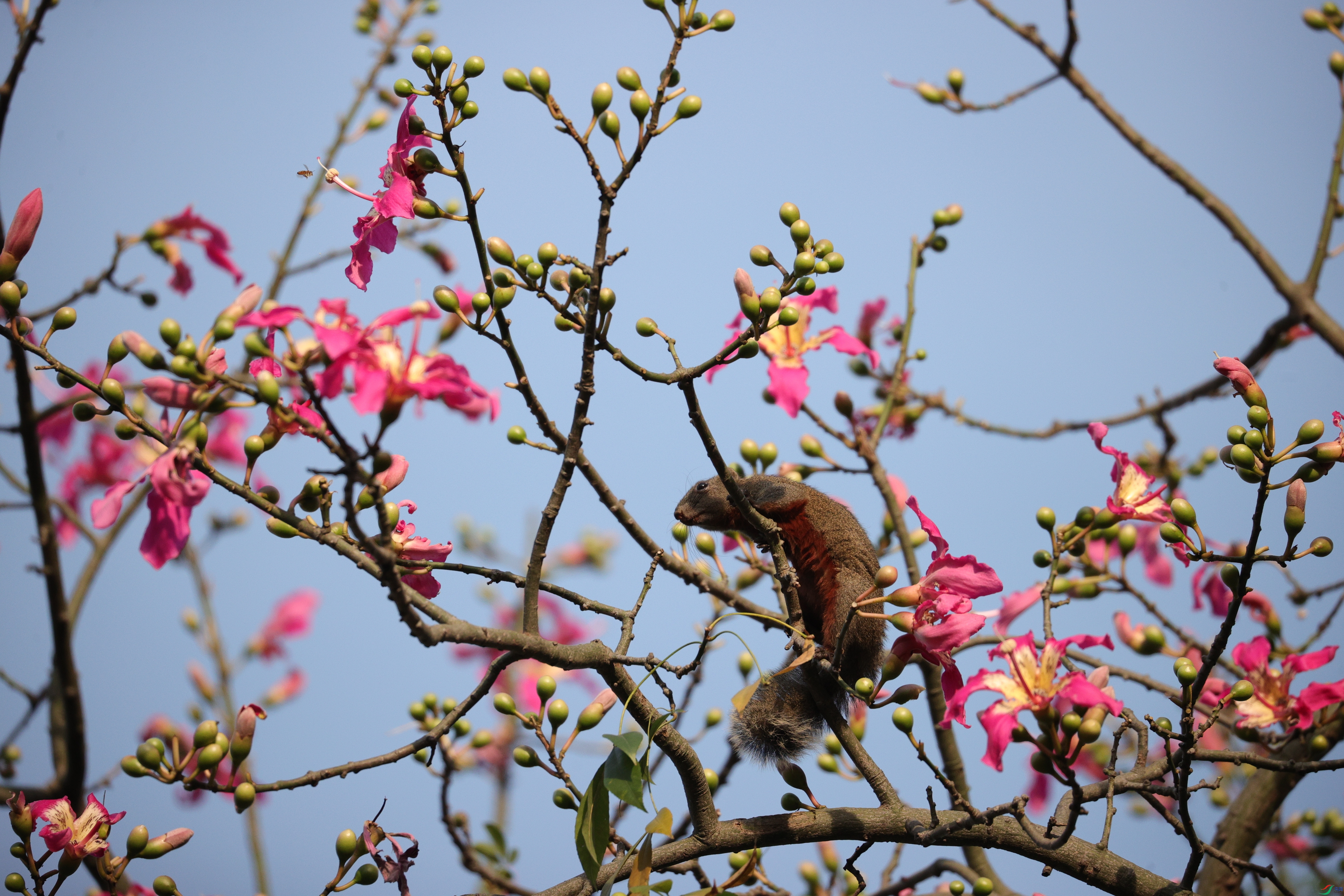 4909��ש����