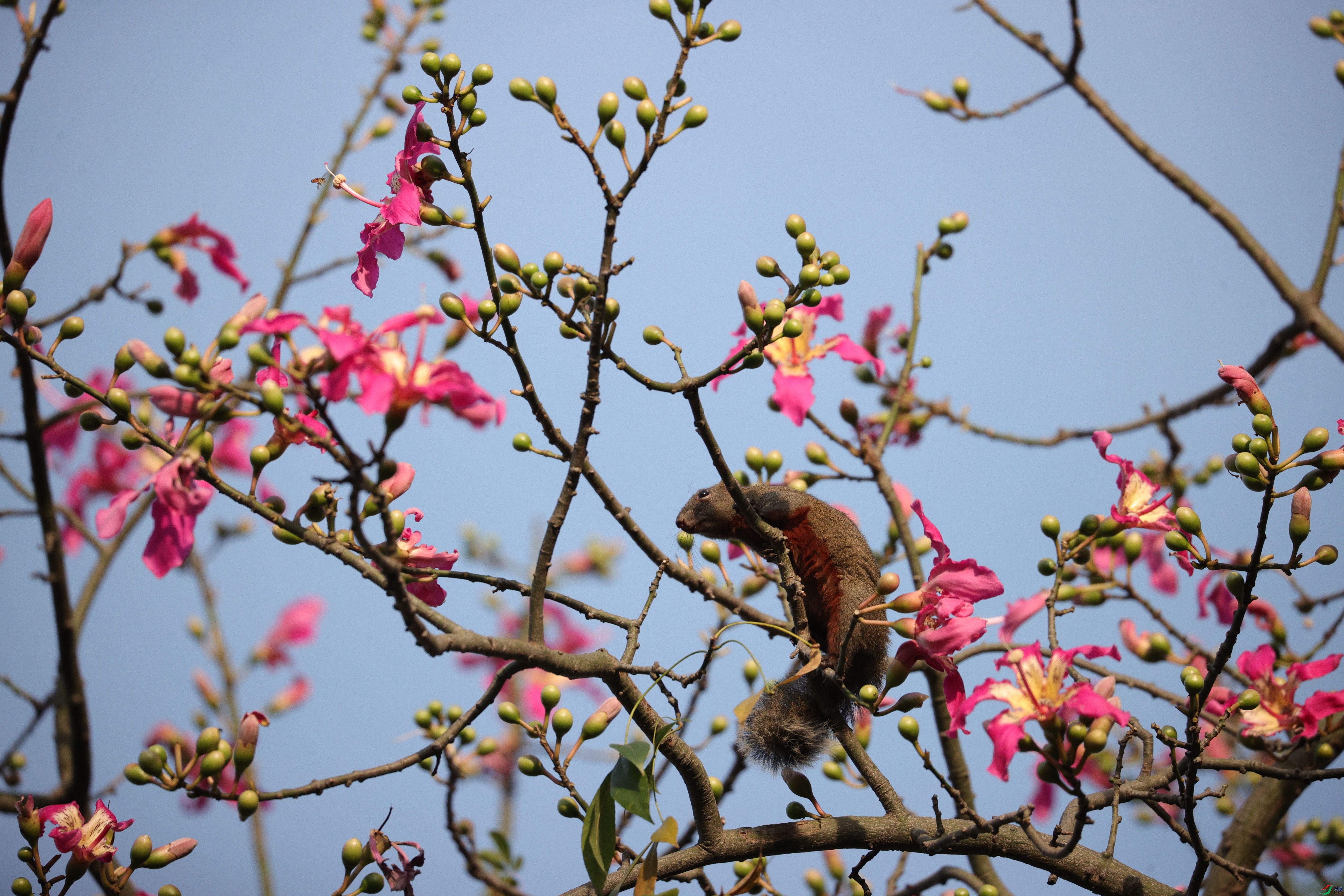 4910��ש����