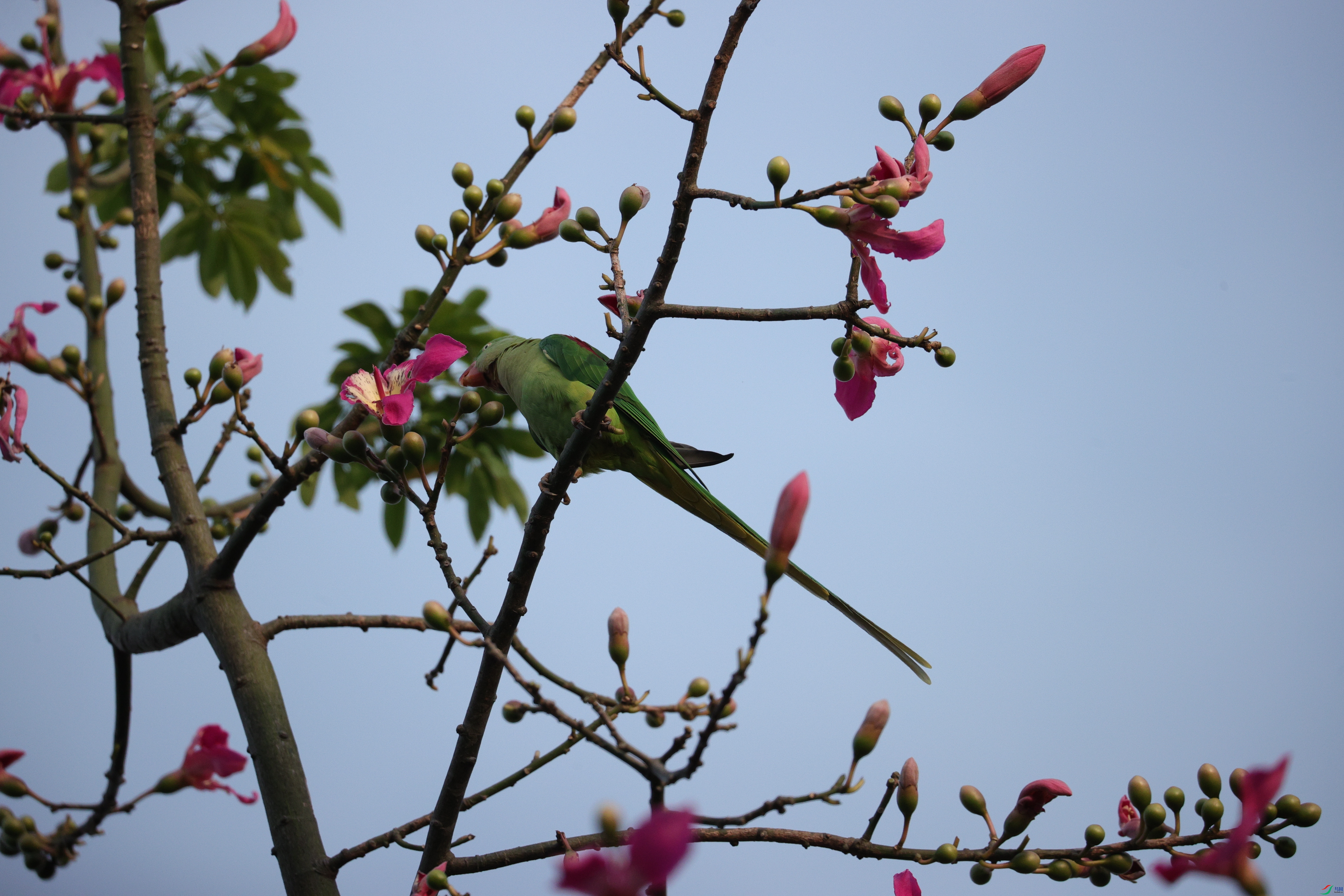 4925��ש����