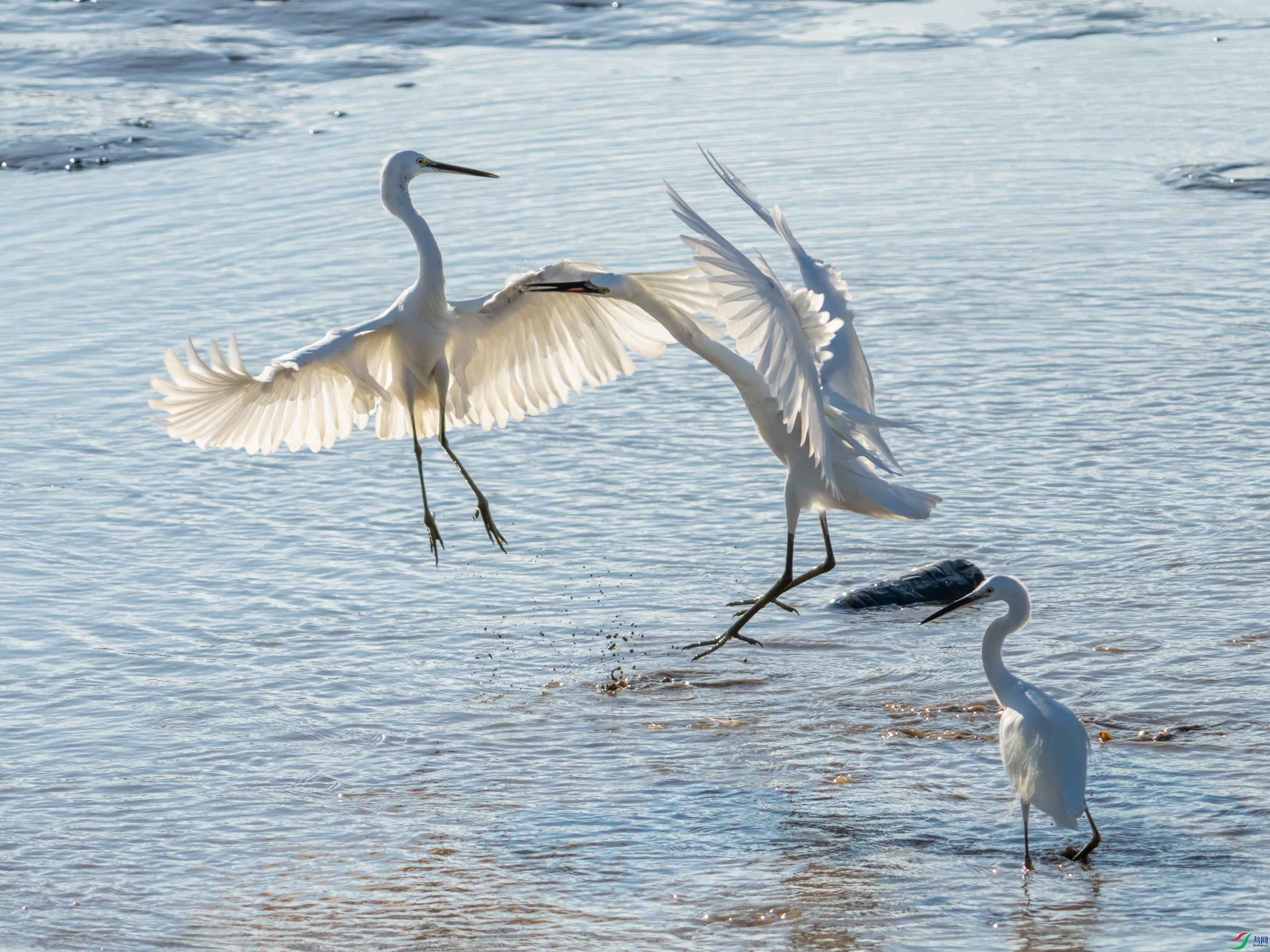 DSC07335-1.jpg