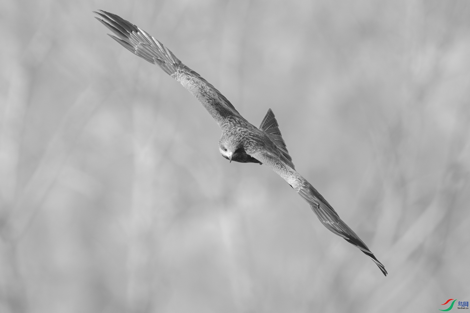 DSC_8370.JPG