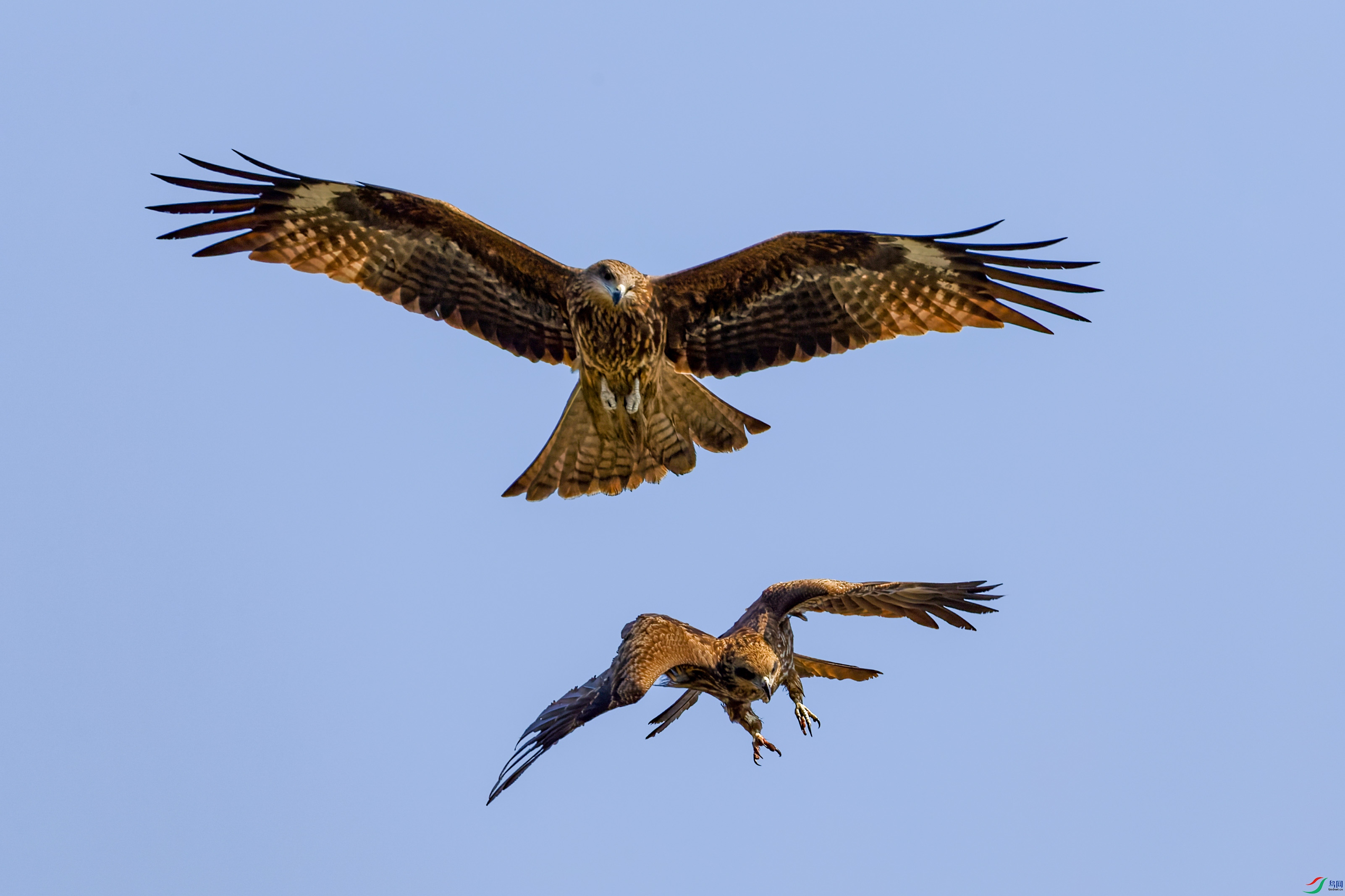 IMG_6849-CR2_DxO_DeepPRIME-1.jpg