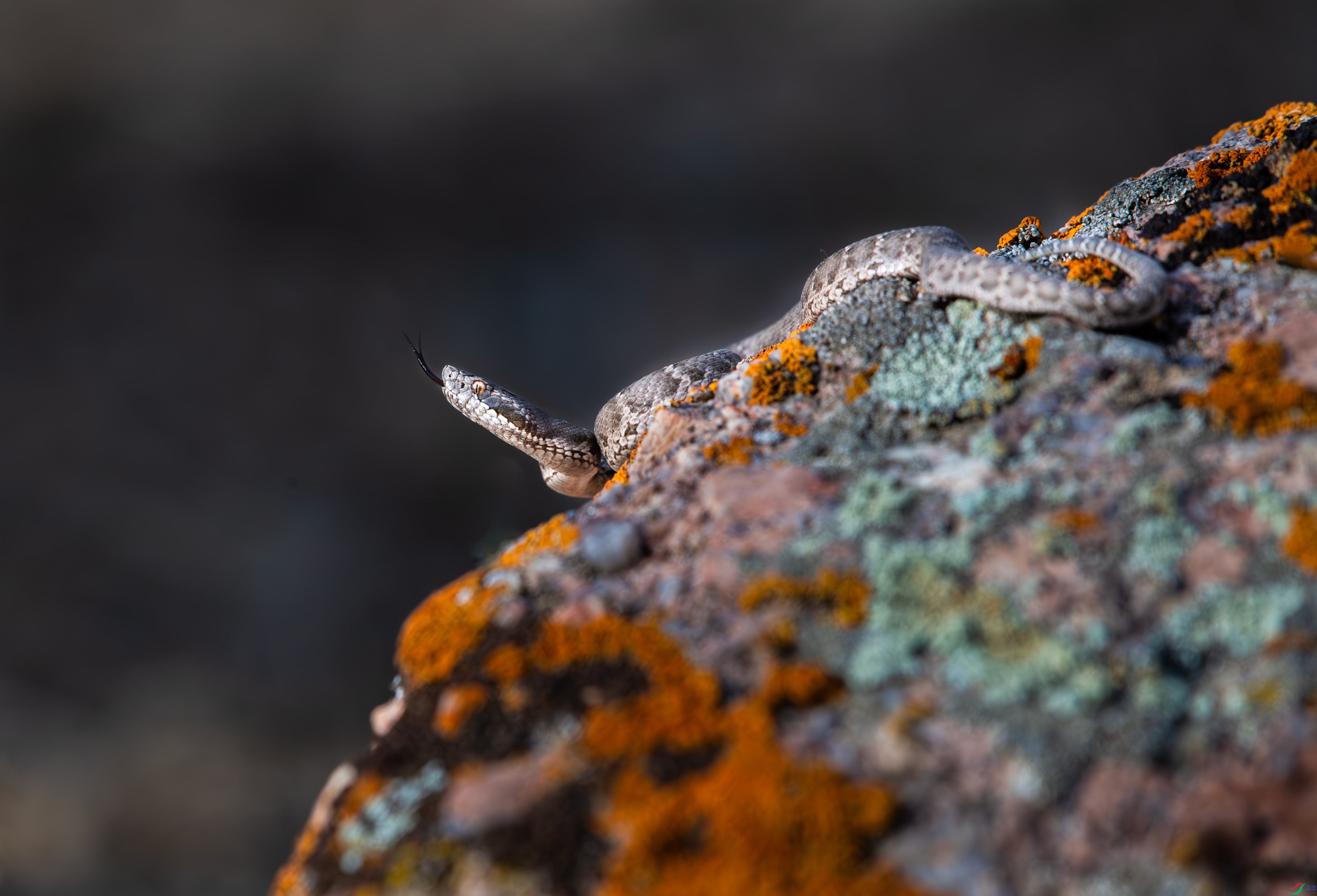 DSC_5691-����ǿ-NR.jpg