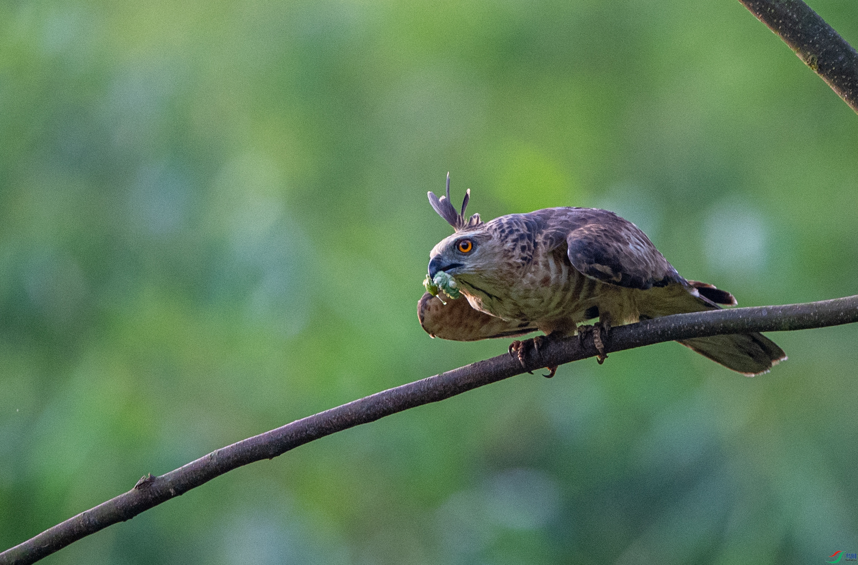 DSC_0940�ֹھ���.JPG