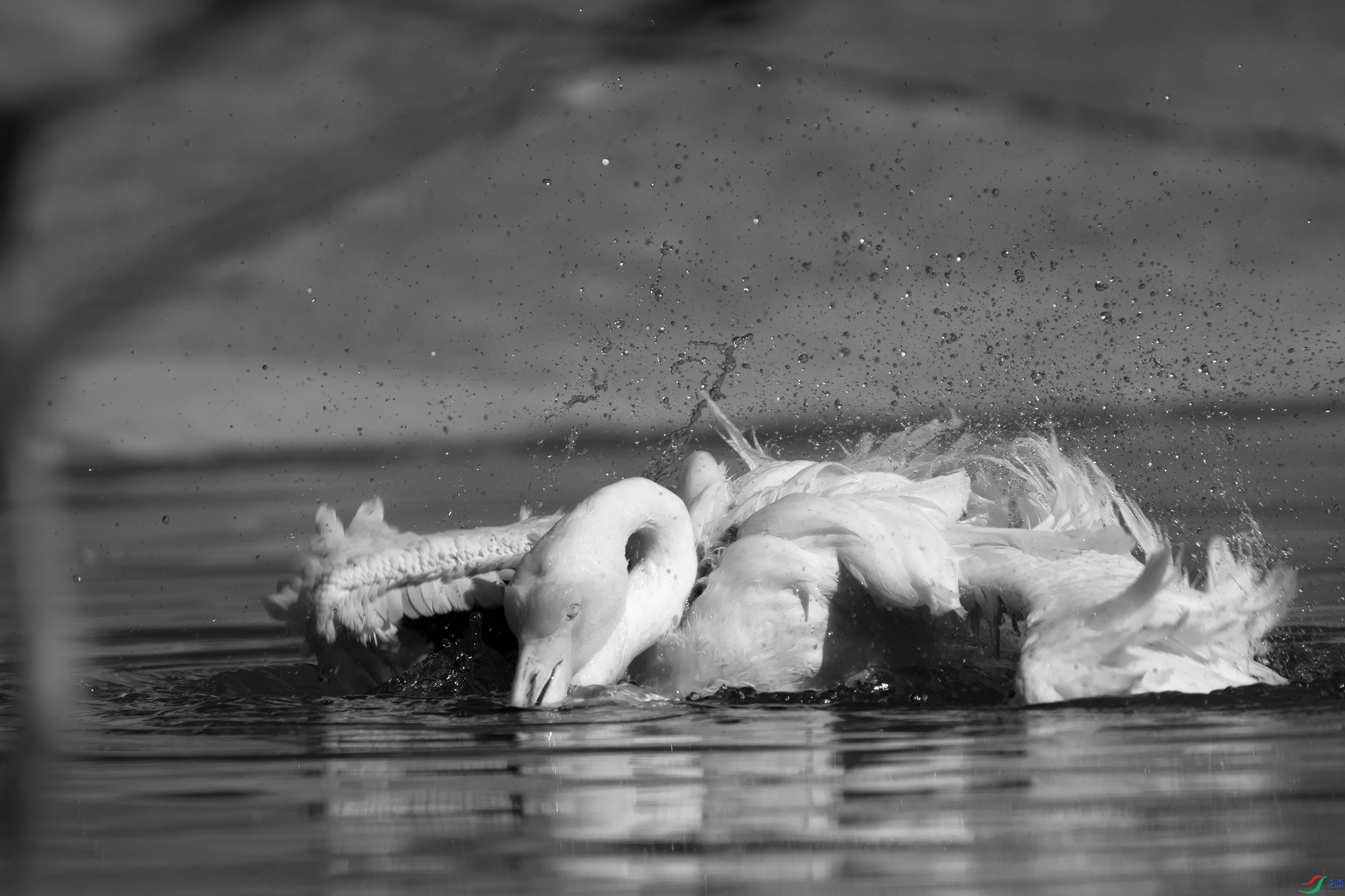 DSC02647 ����.jpg