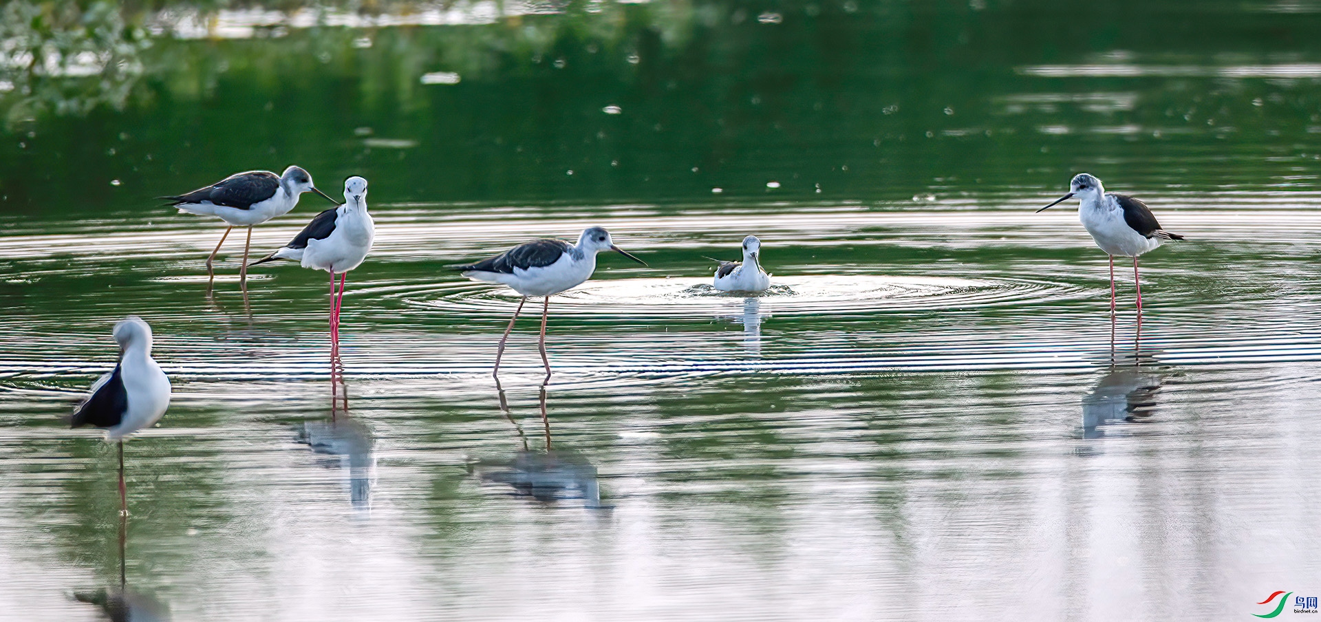 AS7I4174 ����-Sh-----1 .jpg