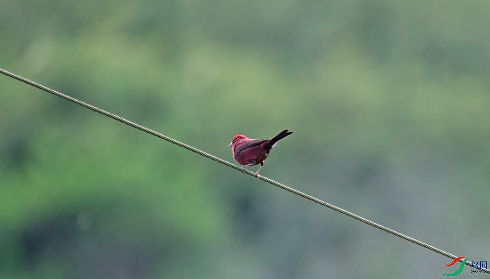 DSCF7695.1.jpg
