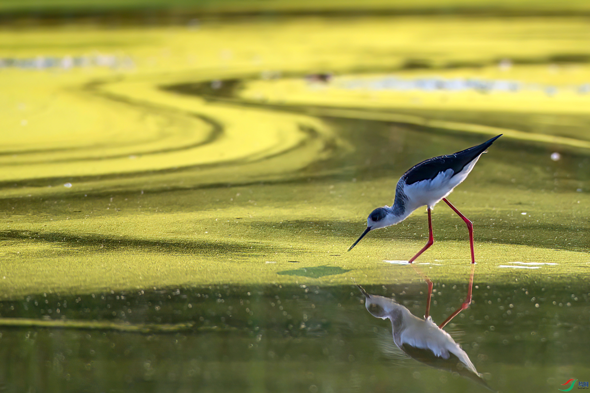 AS7I2887 ����-Sh---1 .jpg