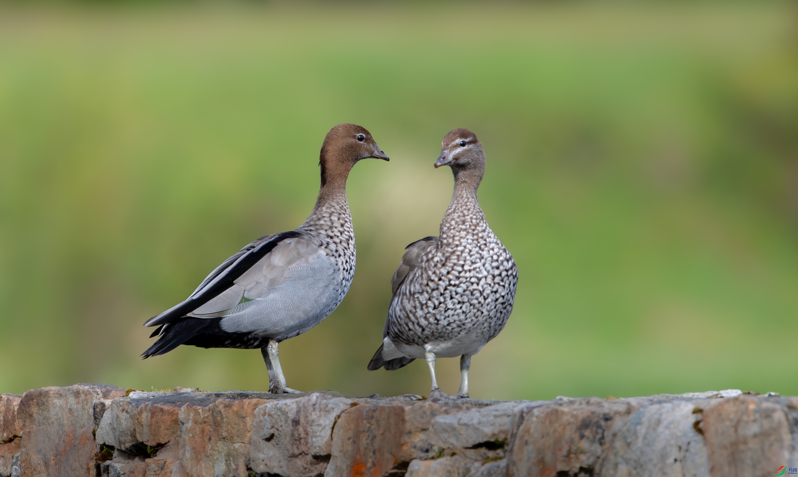 DSC_9241-1.jpg