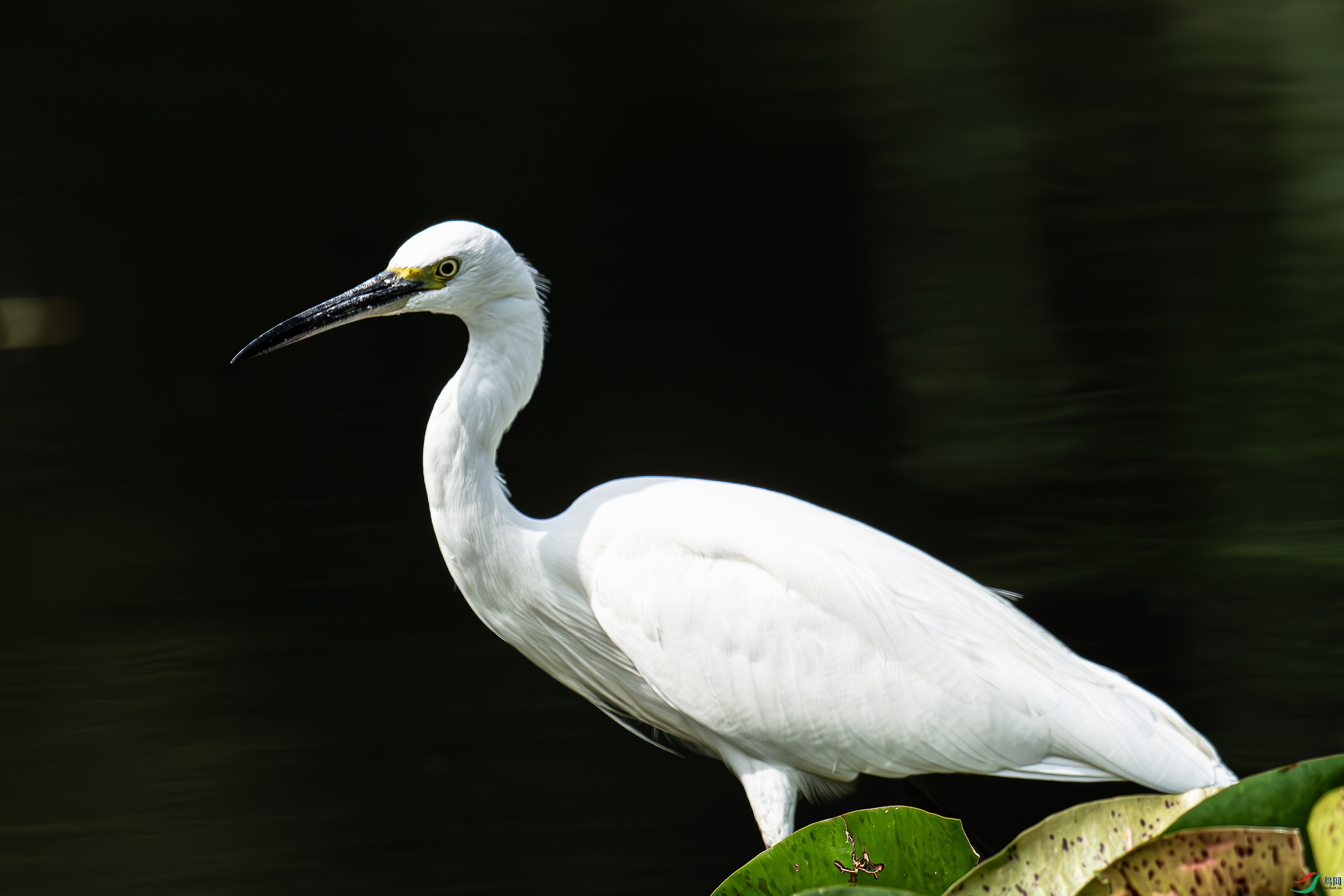 DSC_8185-����ǿ-NR1.jpg