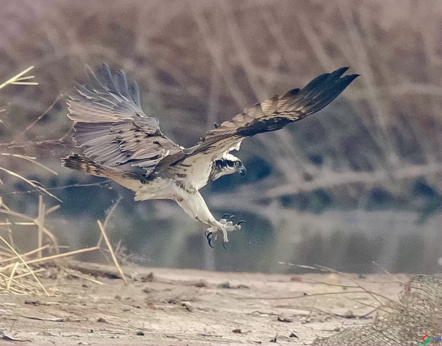 DSC_4653_����.jpg