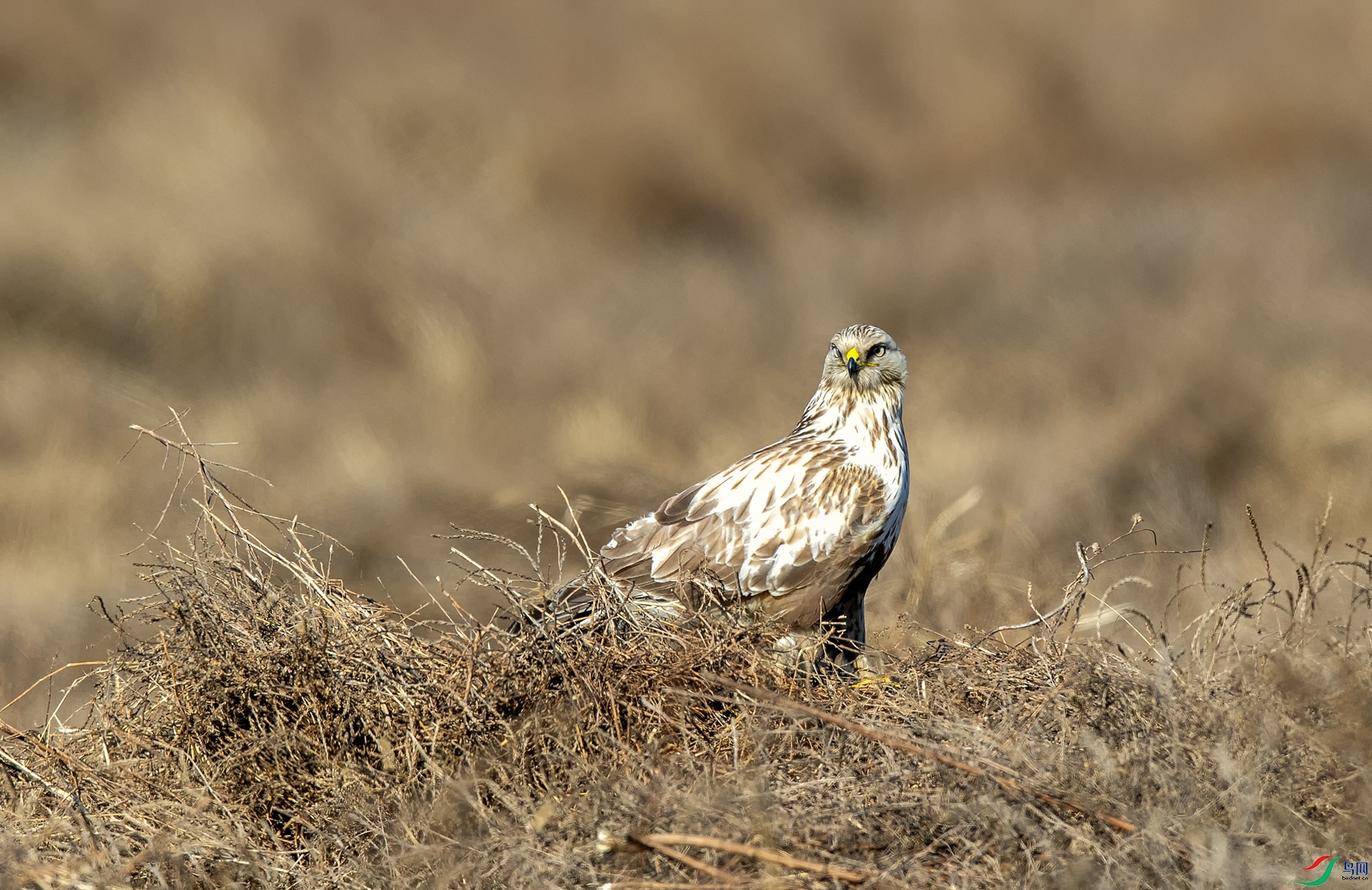 DSC_7172_����.jpg