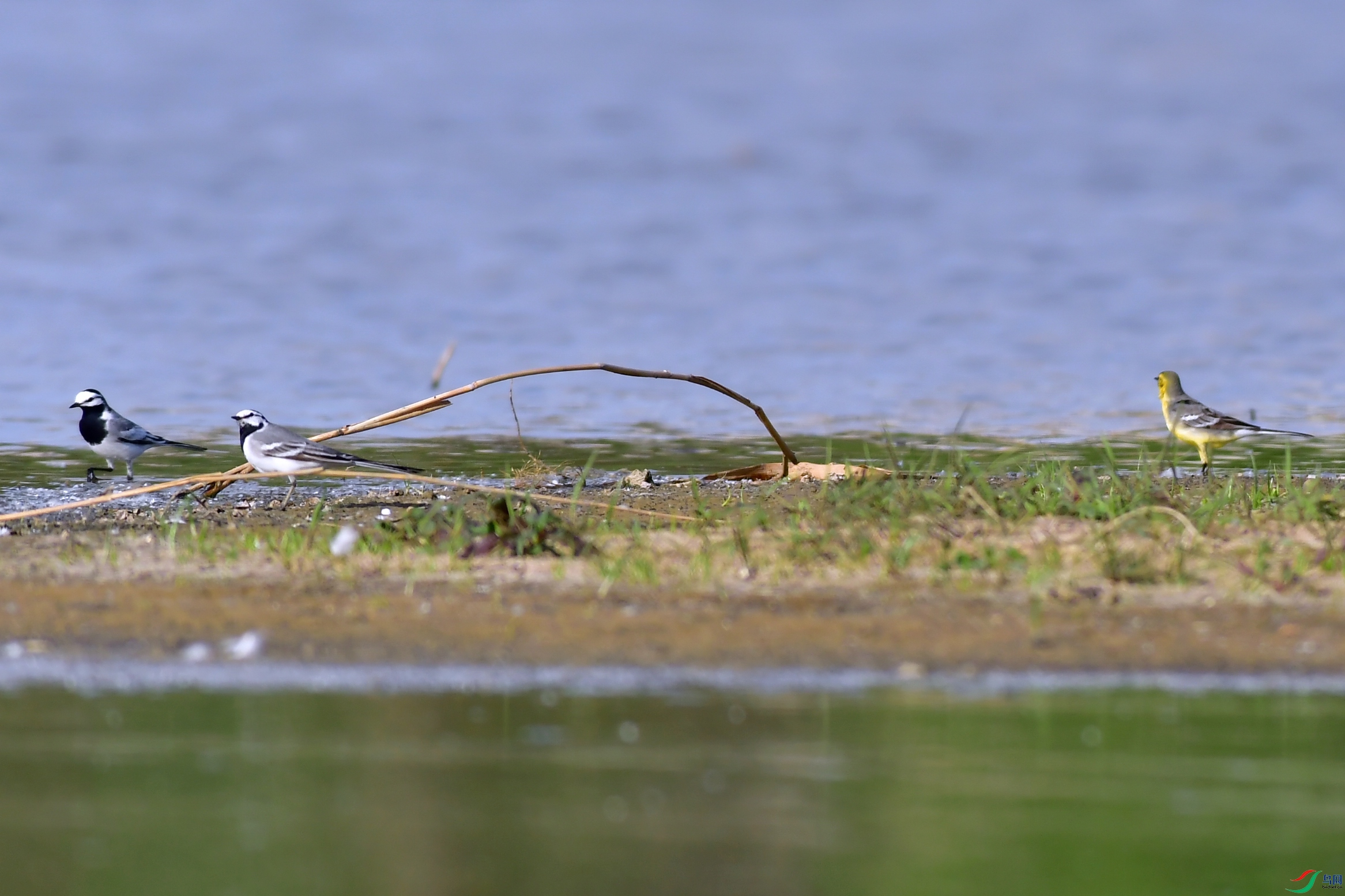 DSC_1948.JPG