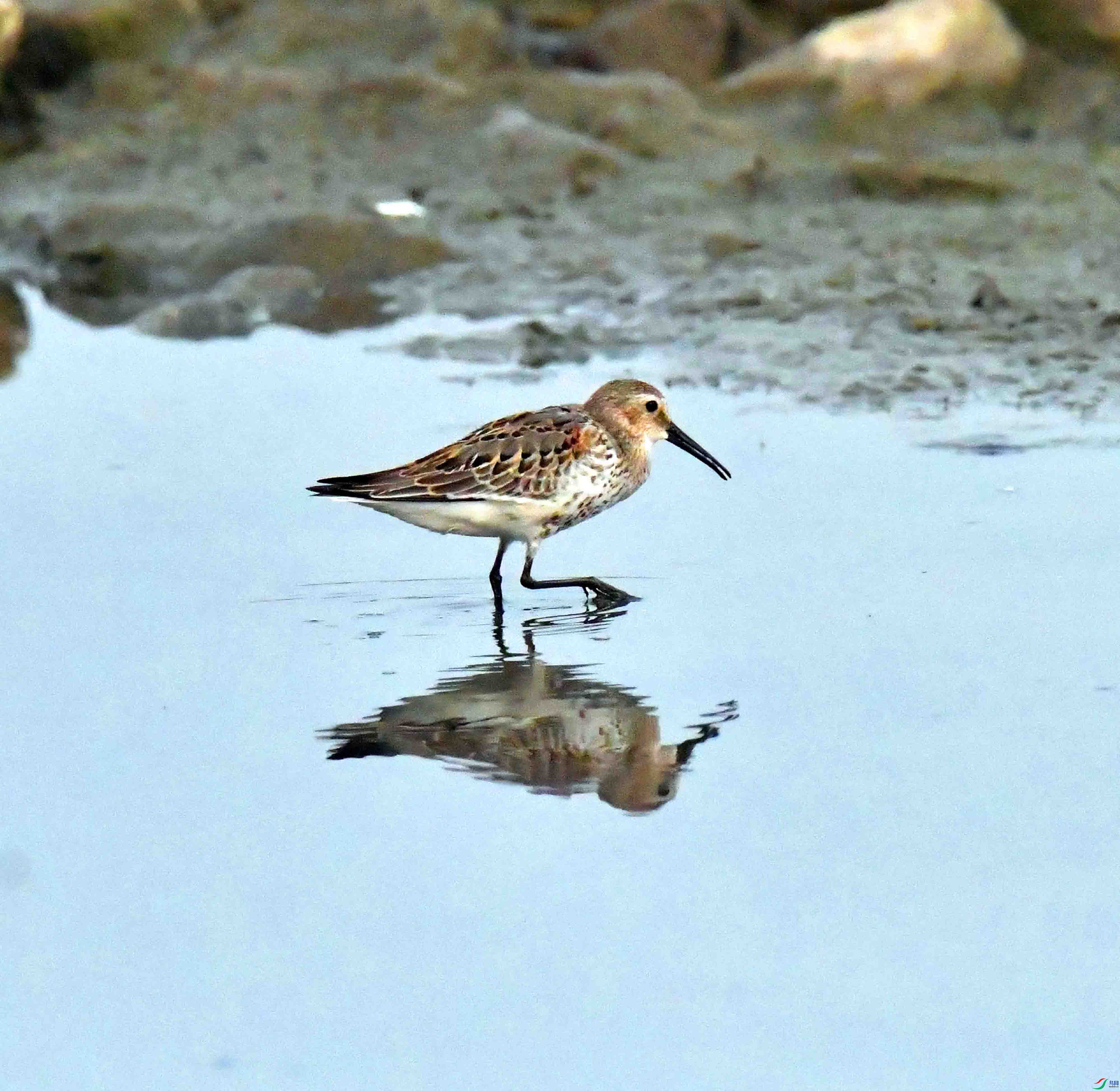 DSC_9091.JPG