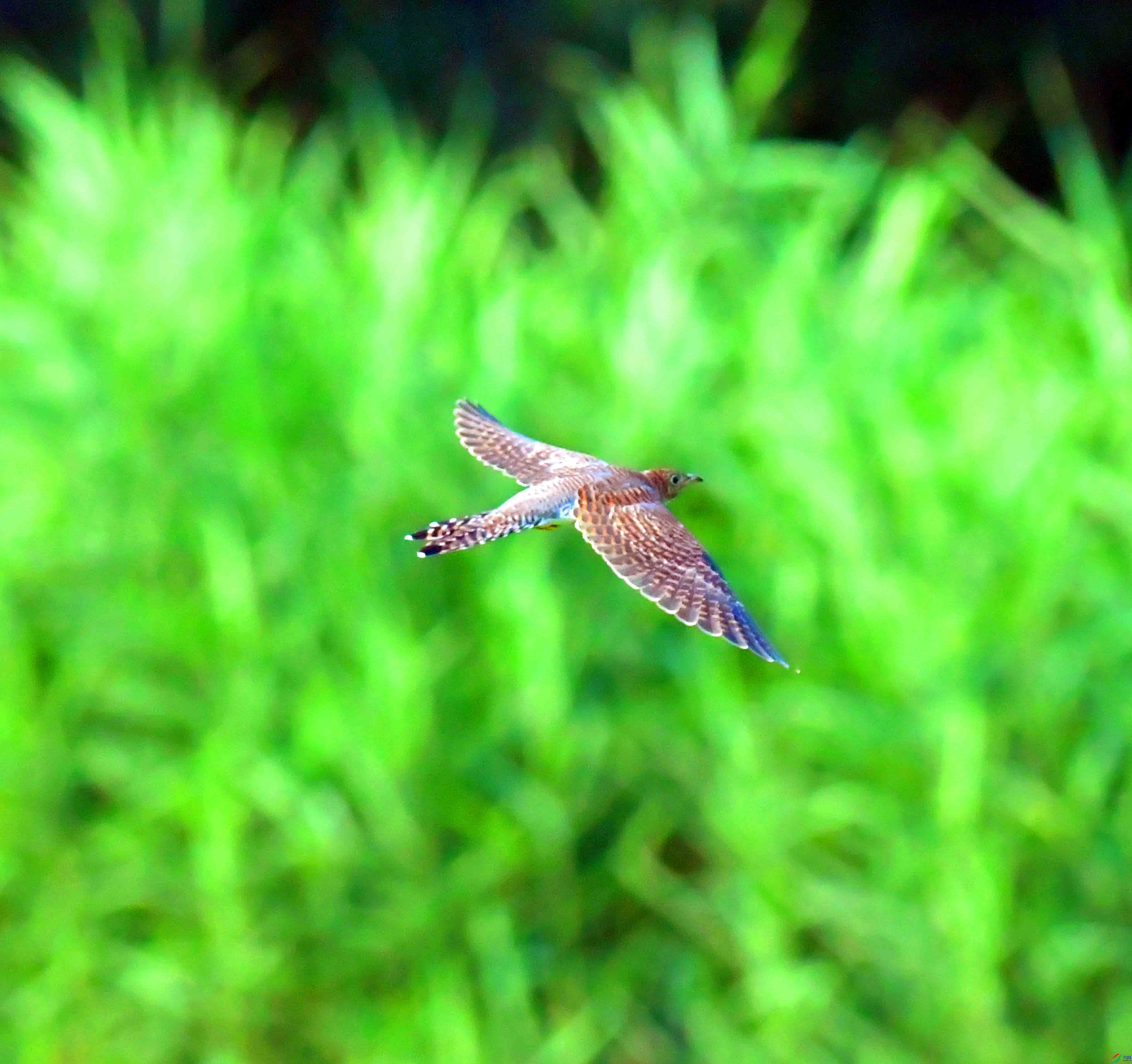 DSC_3779.JPG