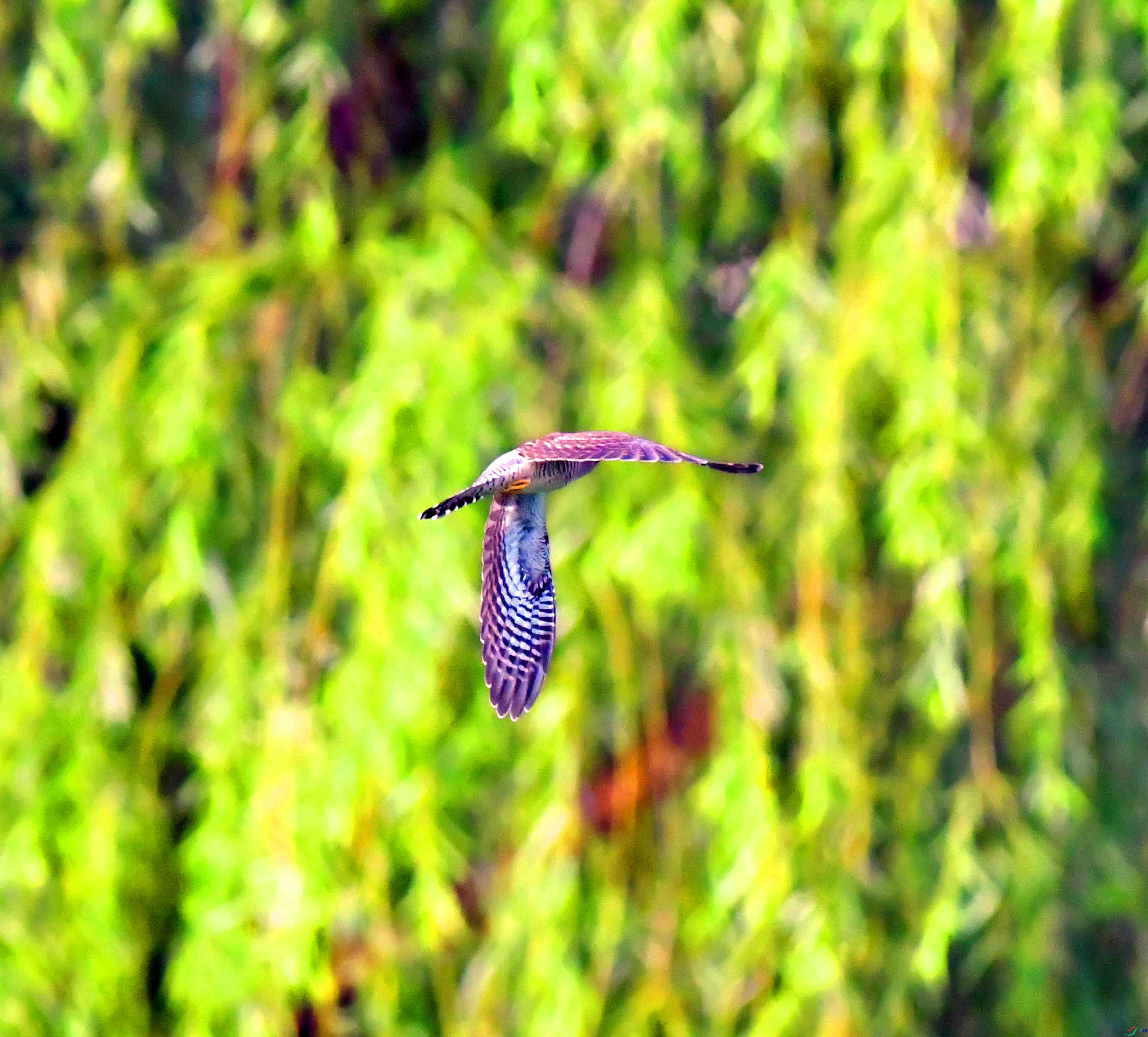 DSC_3783.JPG