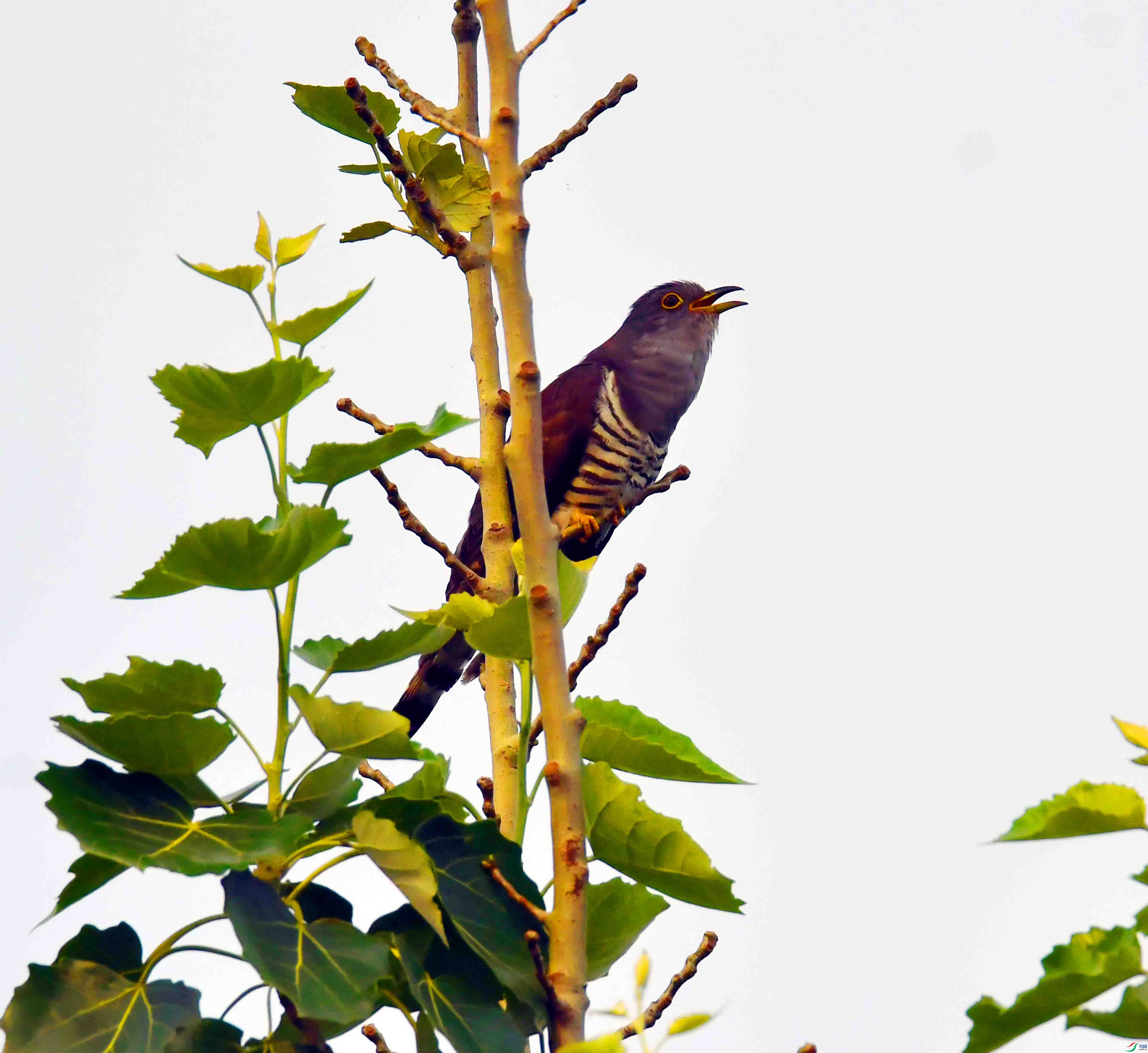 DSC_4972.JPG