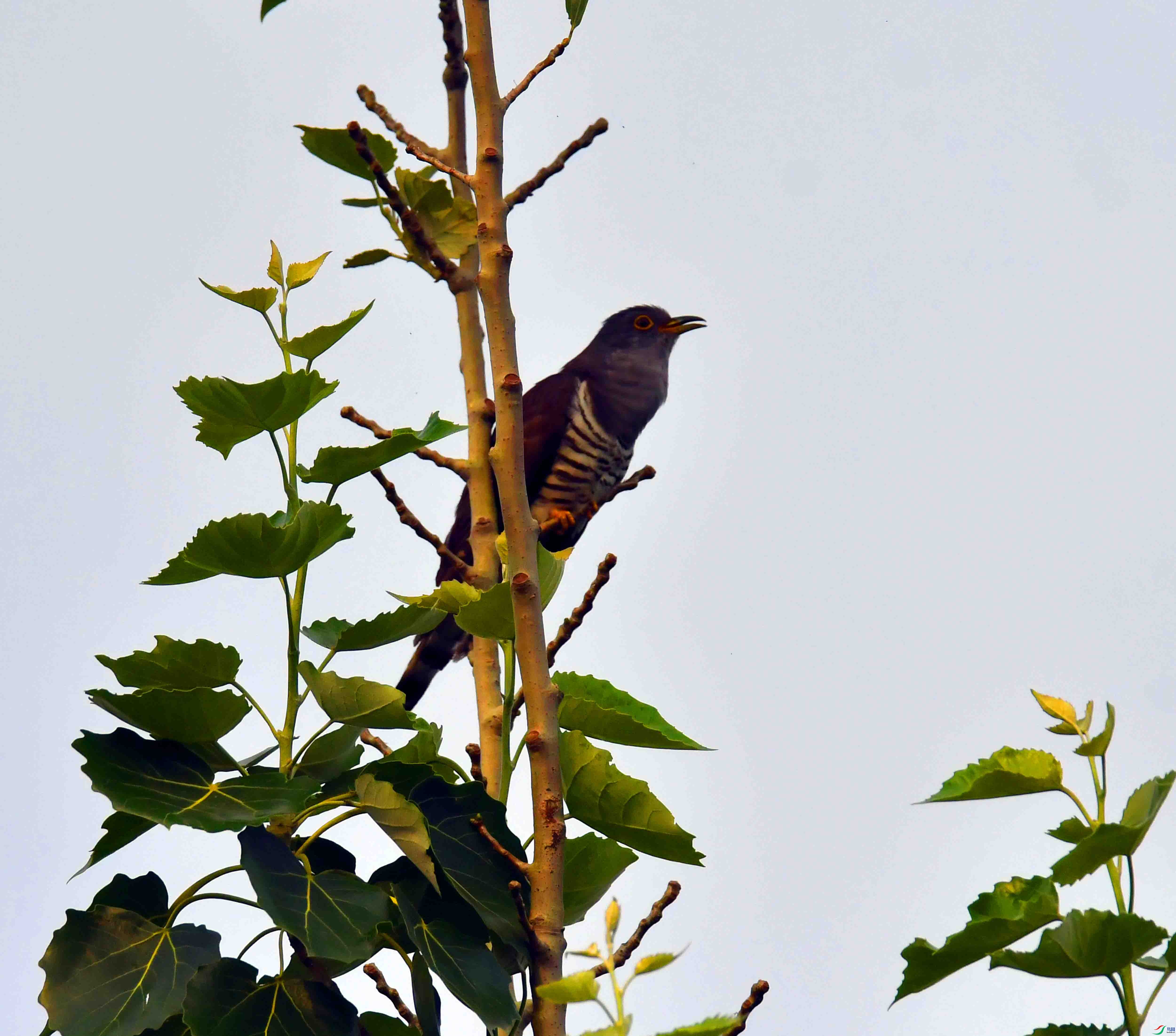 DSC_4975.JPG