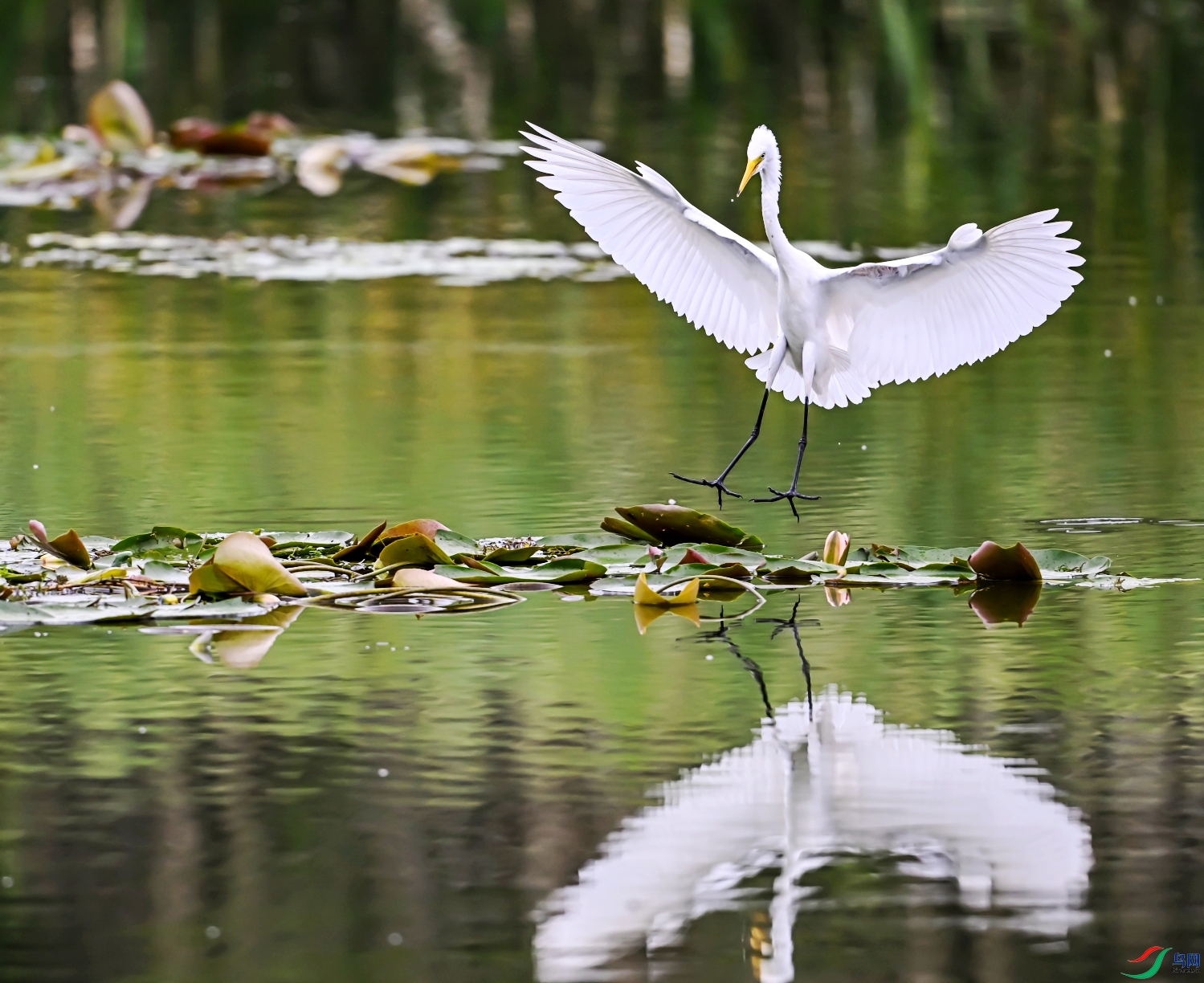 DSC_4340---_conew1.jpg