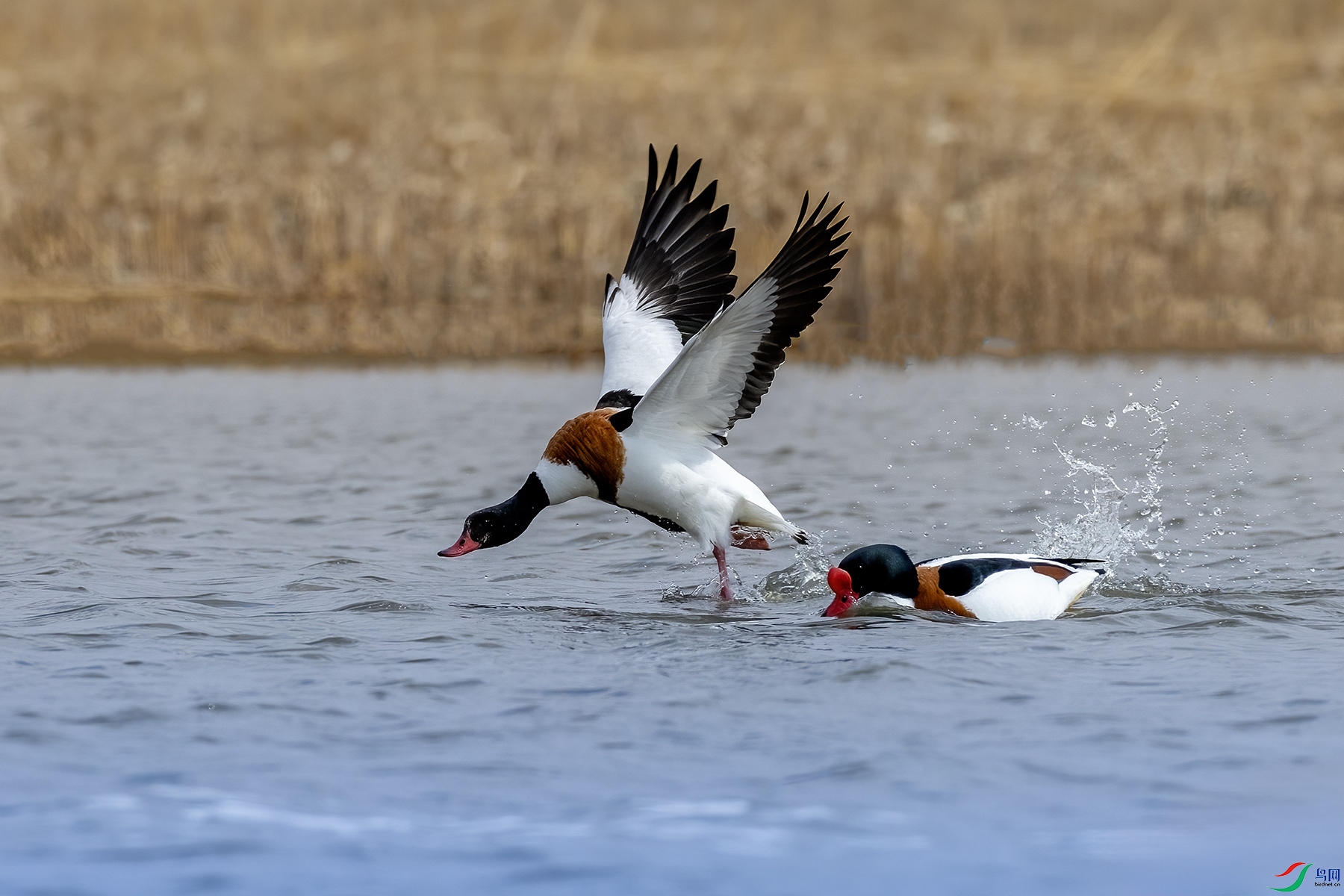 488A3394 ����.jpg