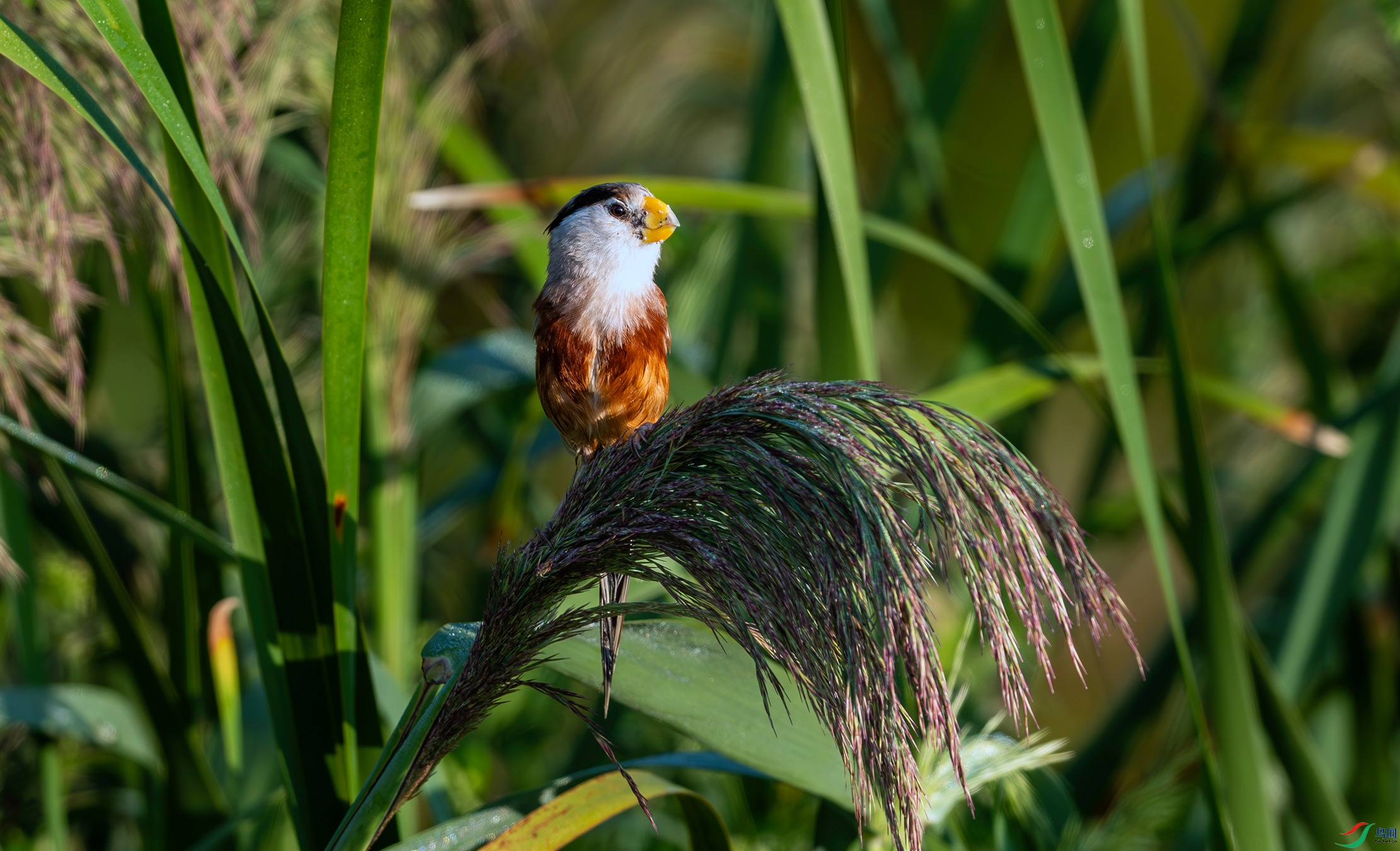 DSC_9397-����ǿ-NR.jpg