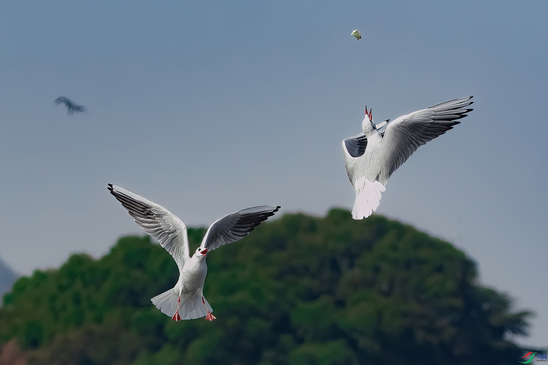 _MG_4821-CR2(1920)-��ʳa.jpg