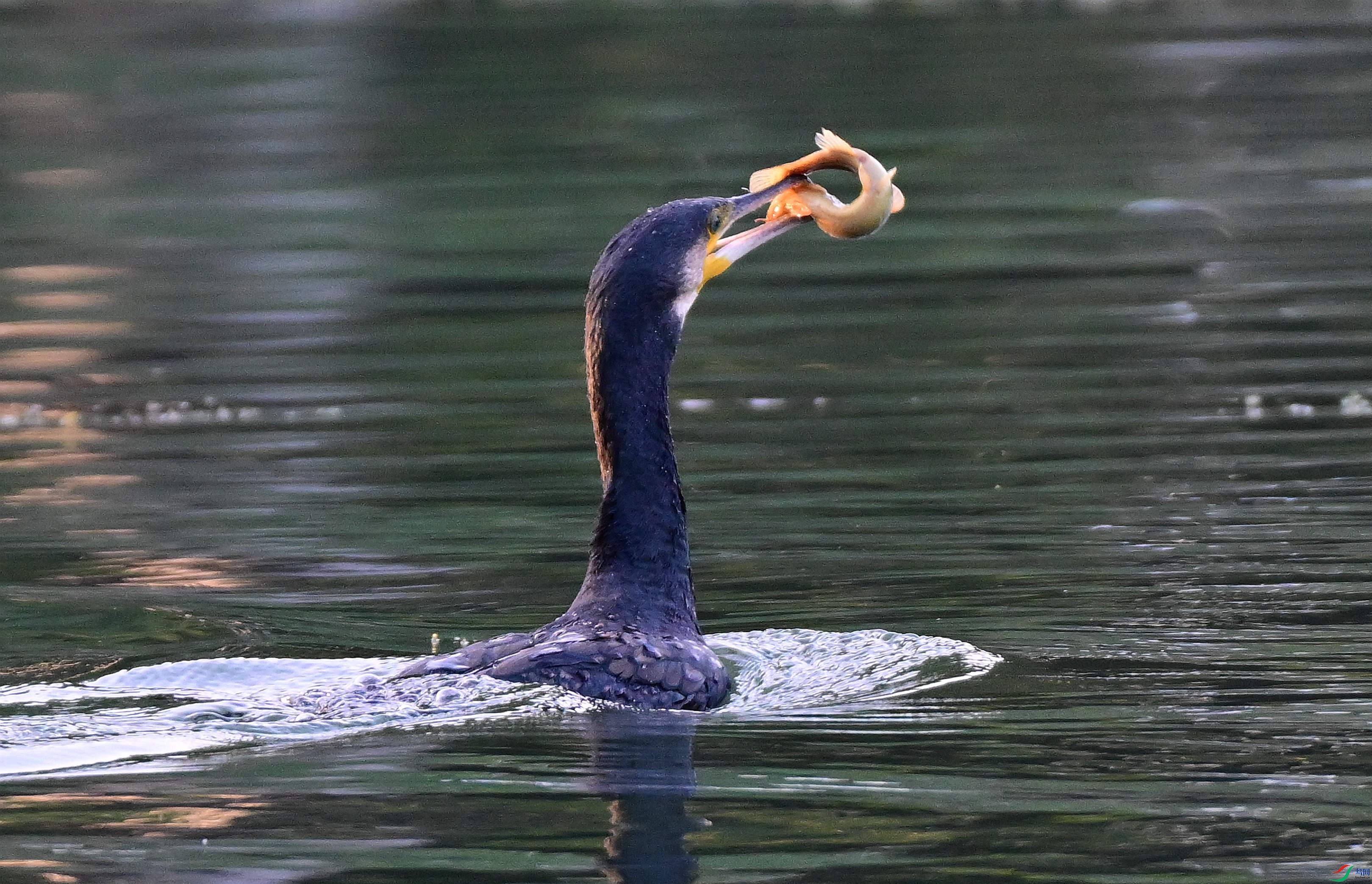 DSC_7257.JPG