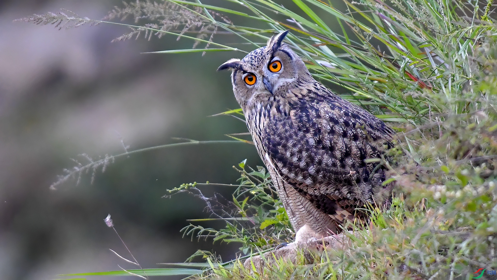 DSC_16m44.jpg