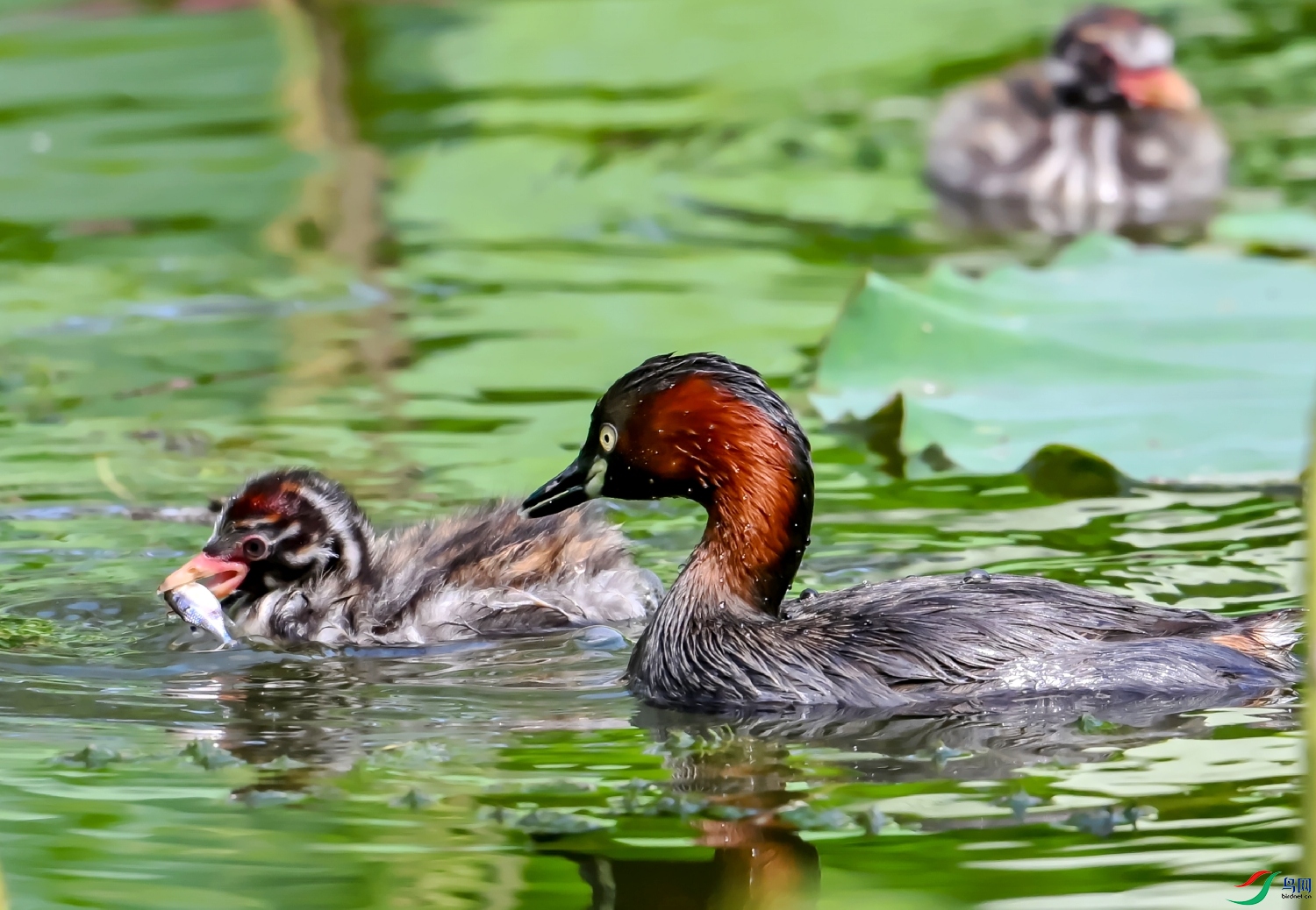 DSC_9349---_conew1.jpg