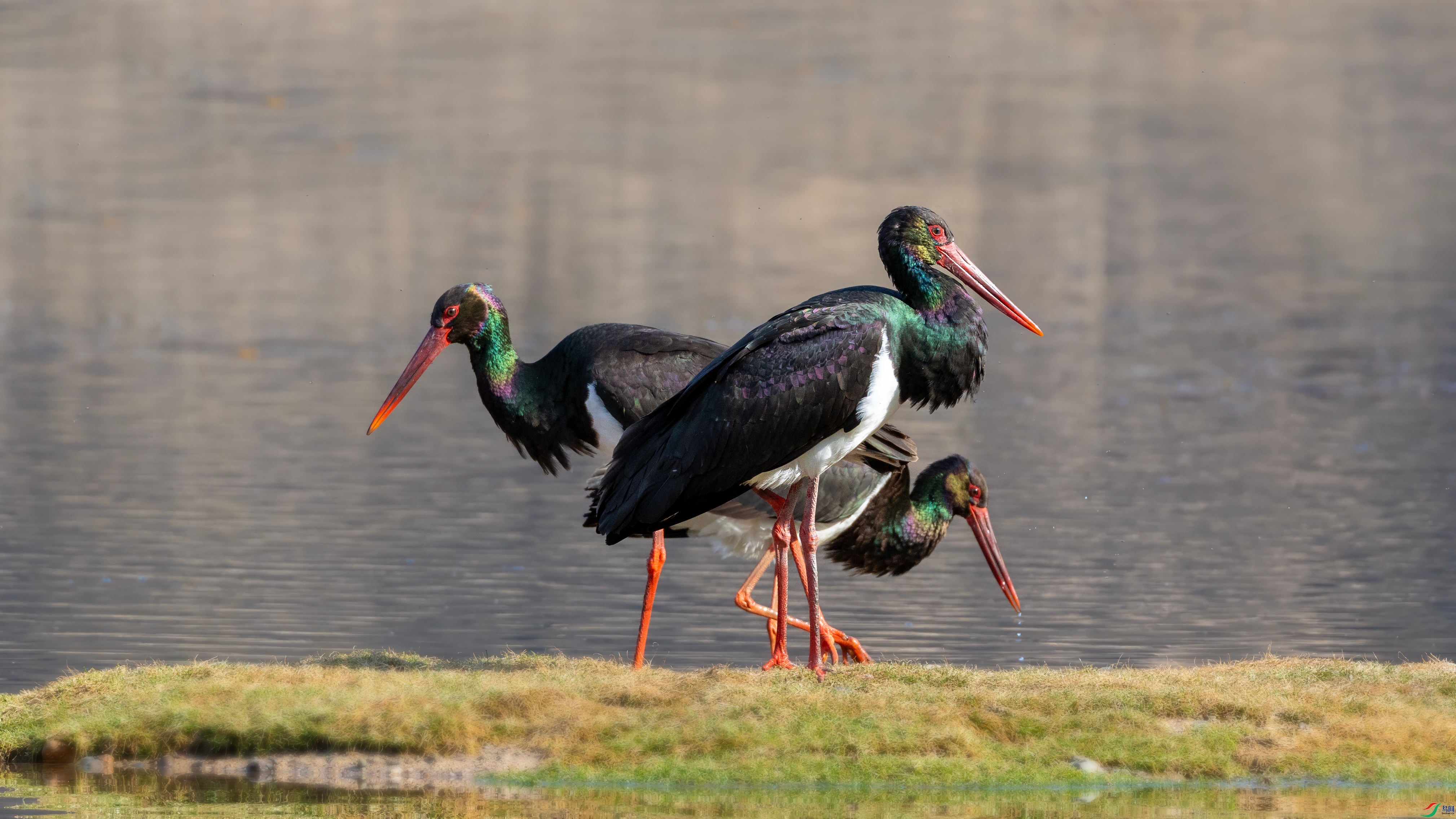 R5_22896 ����_����.jpg