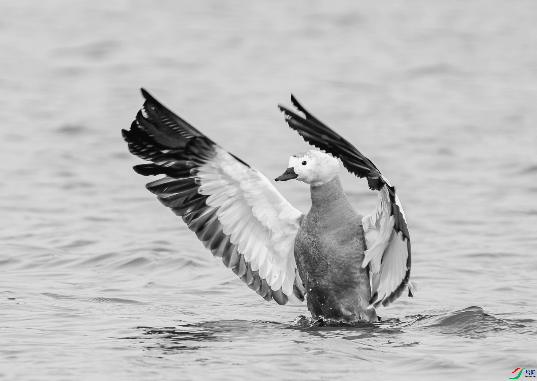 DSC08715 ����_����.jpg