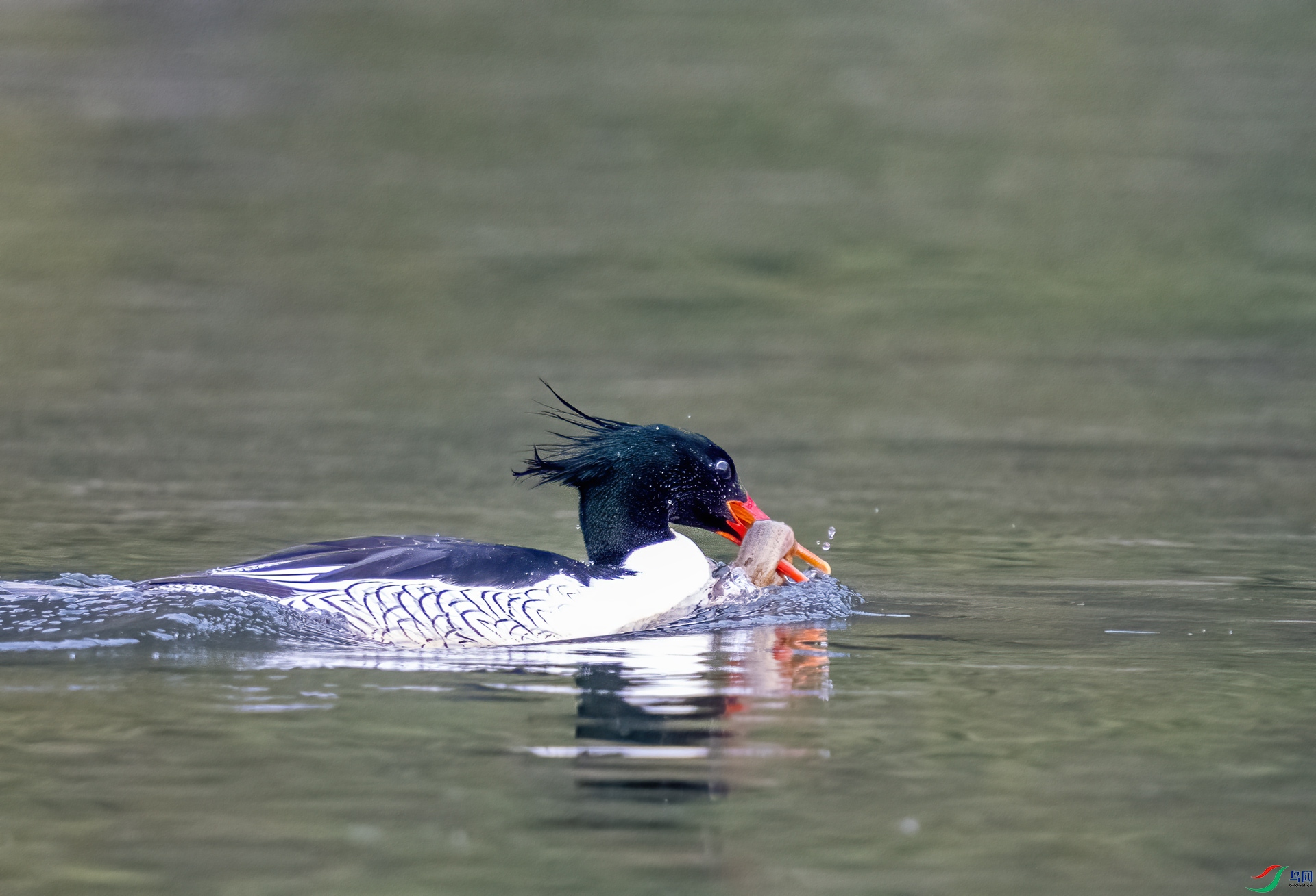 DSC_4753.jpg