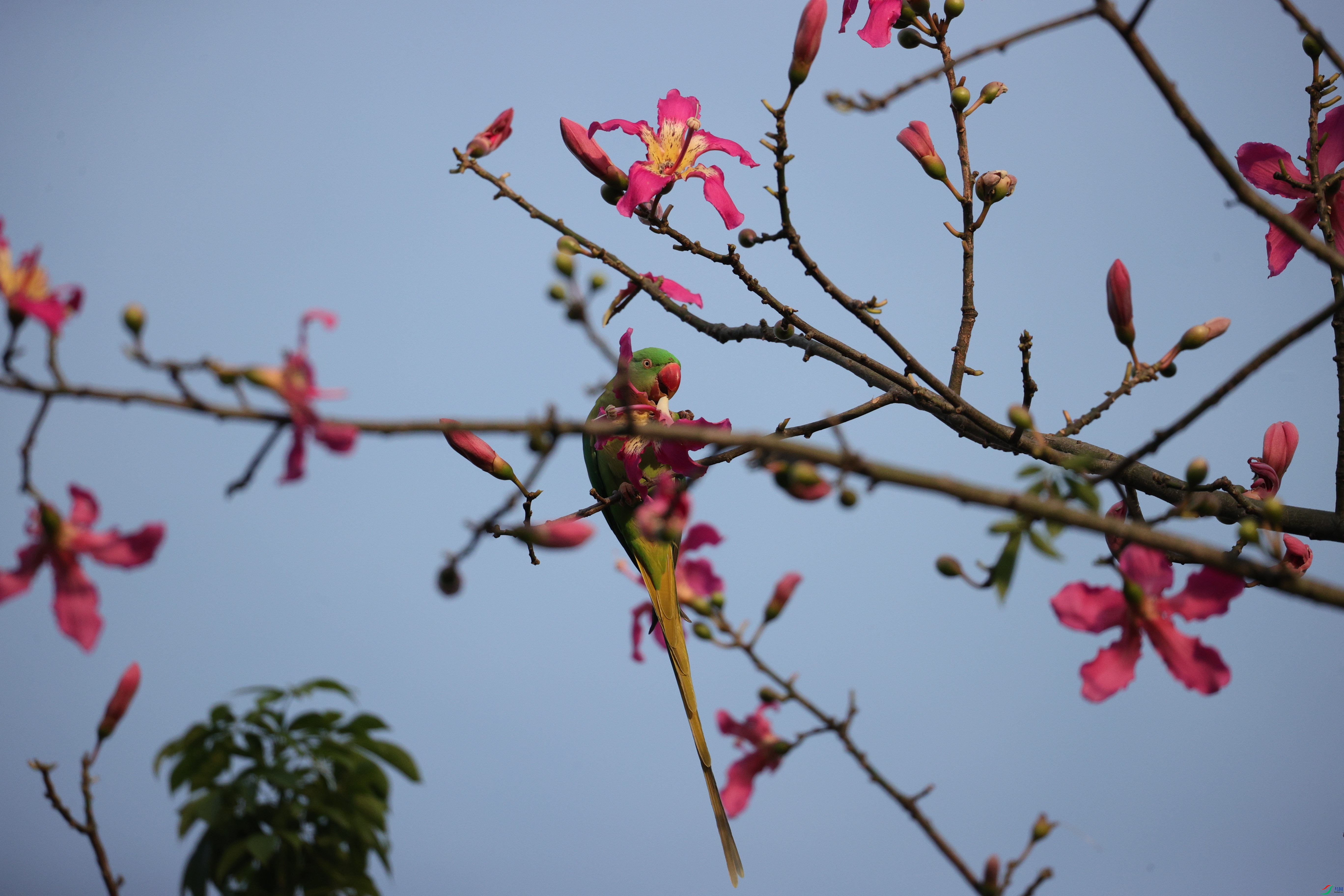 5208��ש����