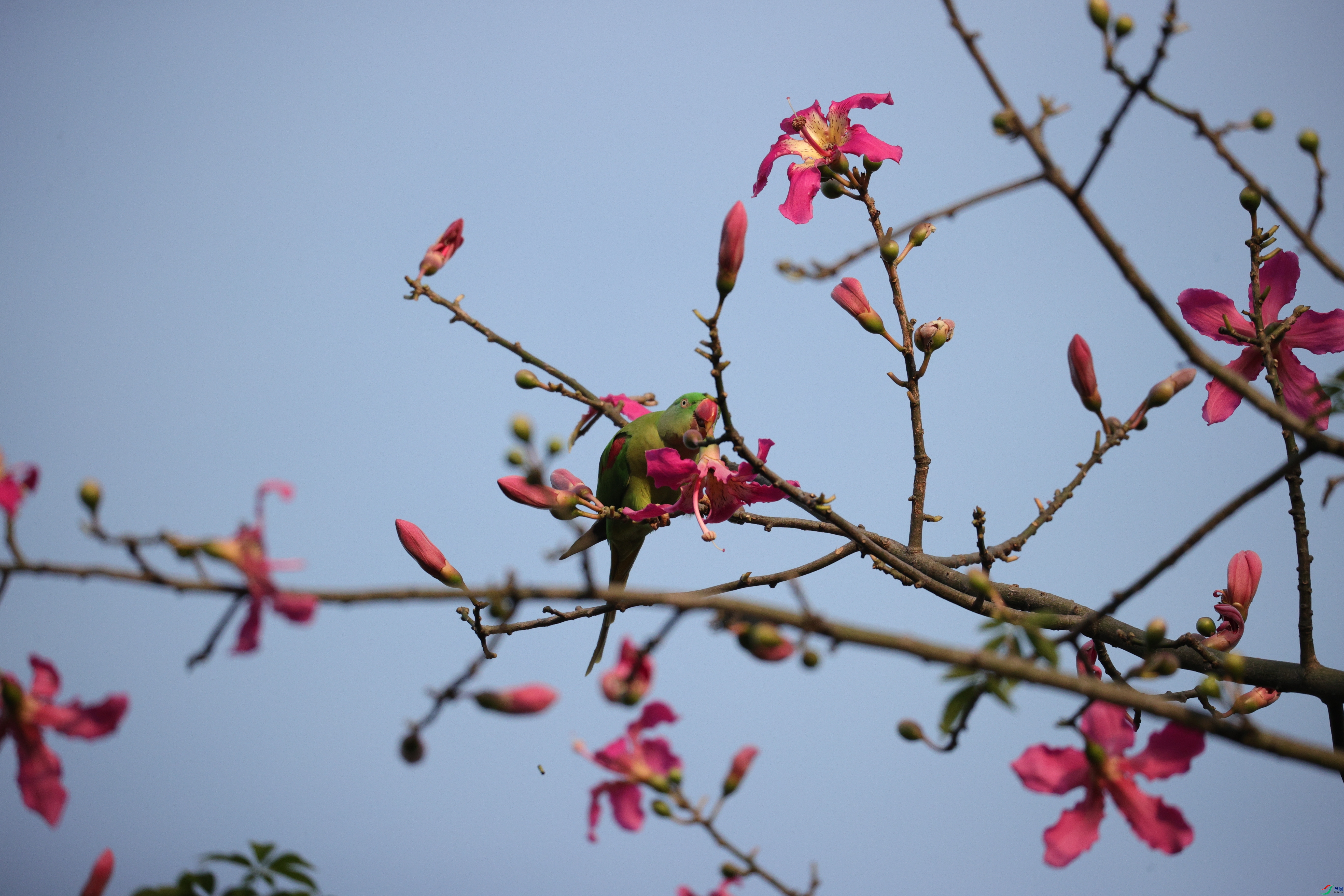 5222��ש����