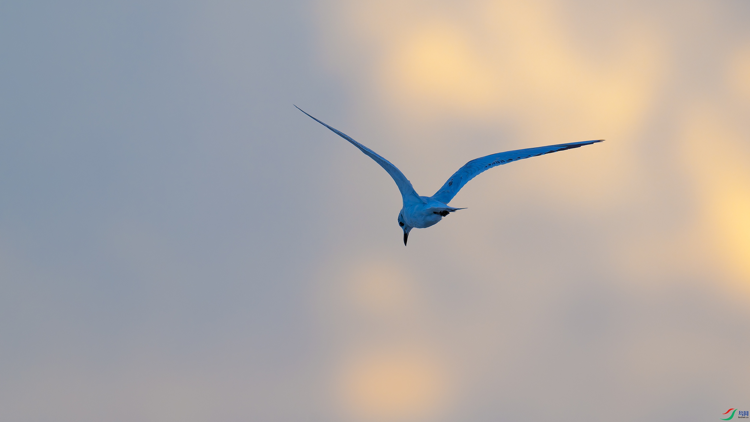 DSC_3703_DxO.jpg