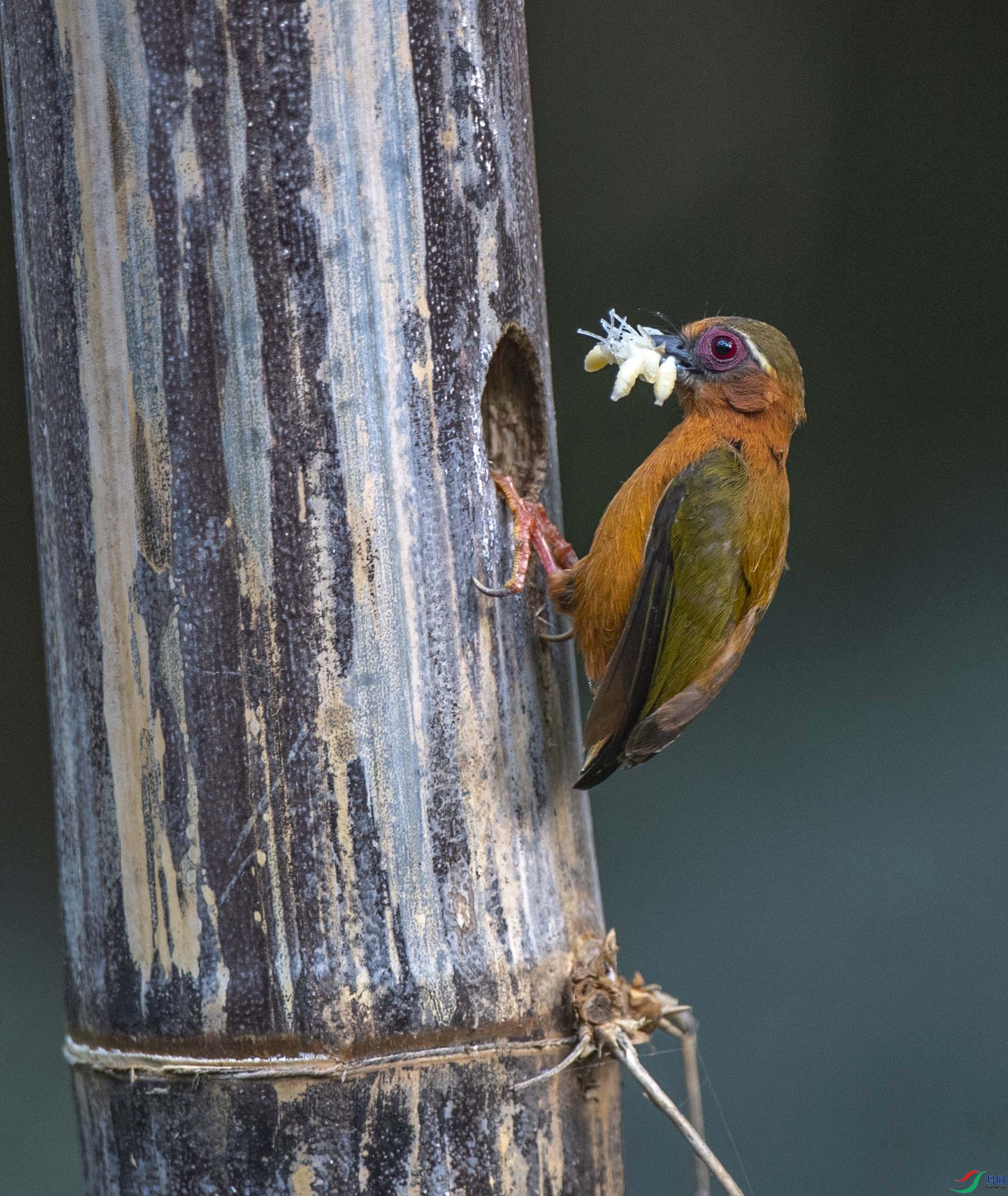 DSC_2134.jpg